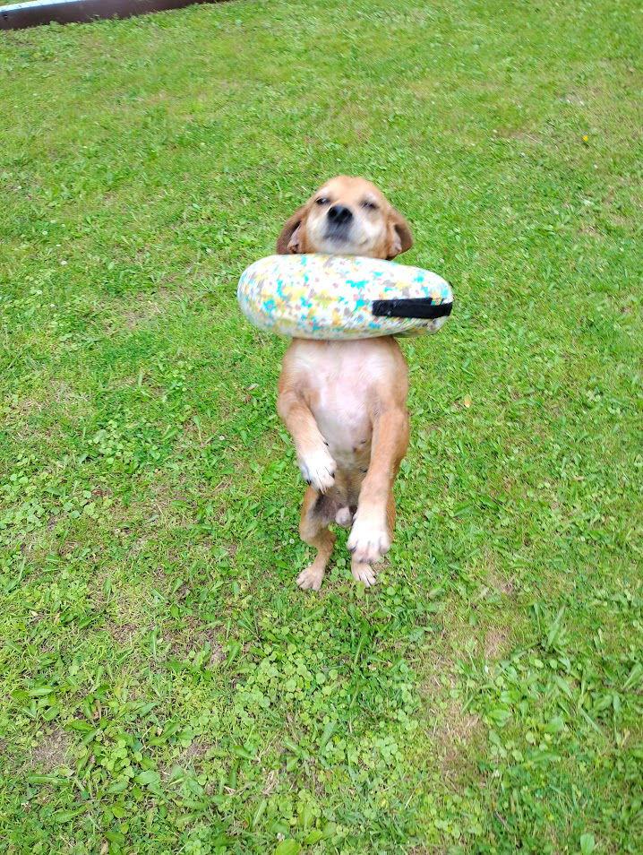 Enlarge Mark, a Adopted Beagle in Clearfield, KY image 2/2