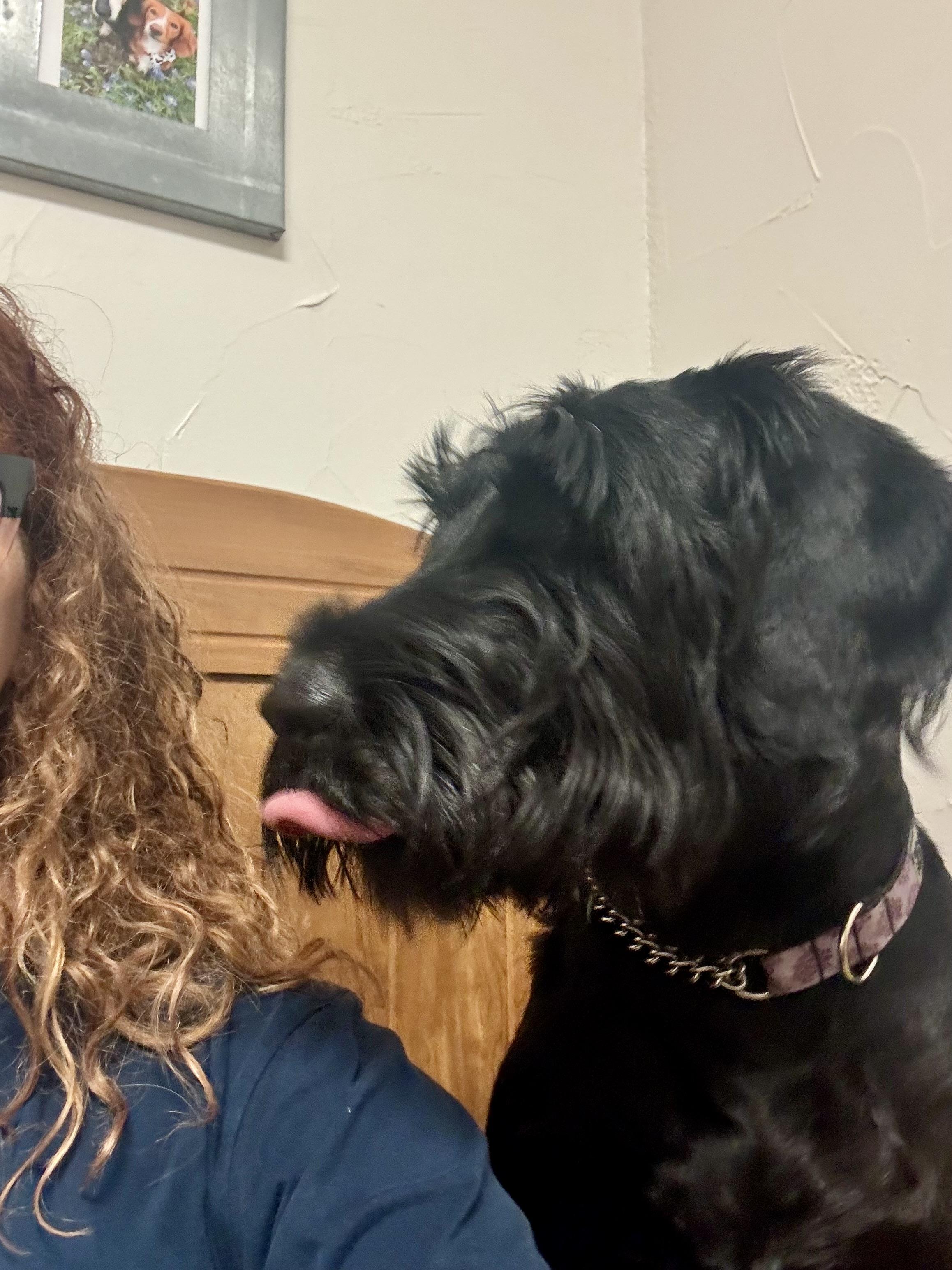 Enlarge Freya, a Adoptable Giant Schnauzer in Corpus Christi, TX image 2/5