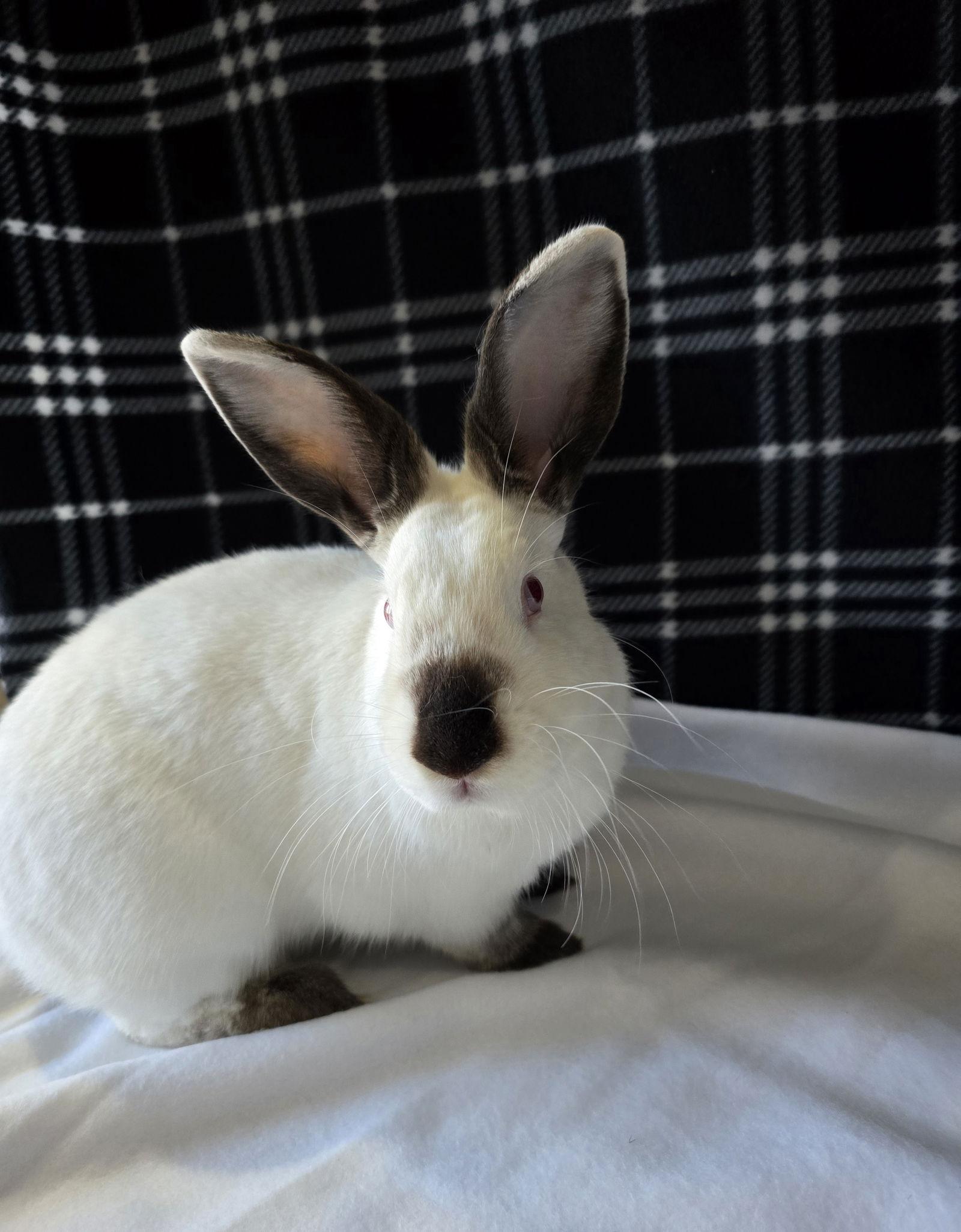 Lottie, Adoptable, Young Female Californian.