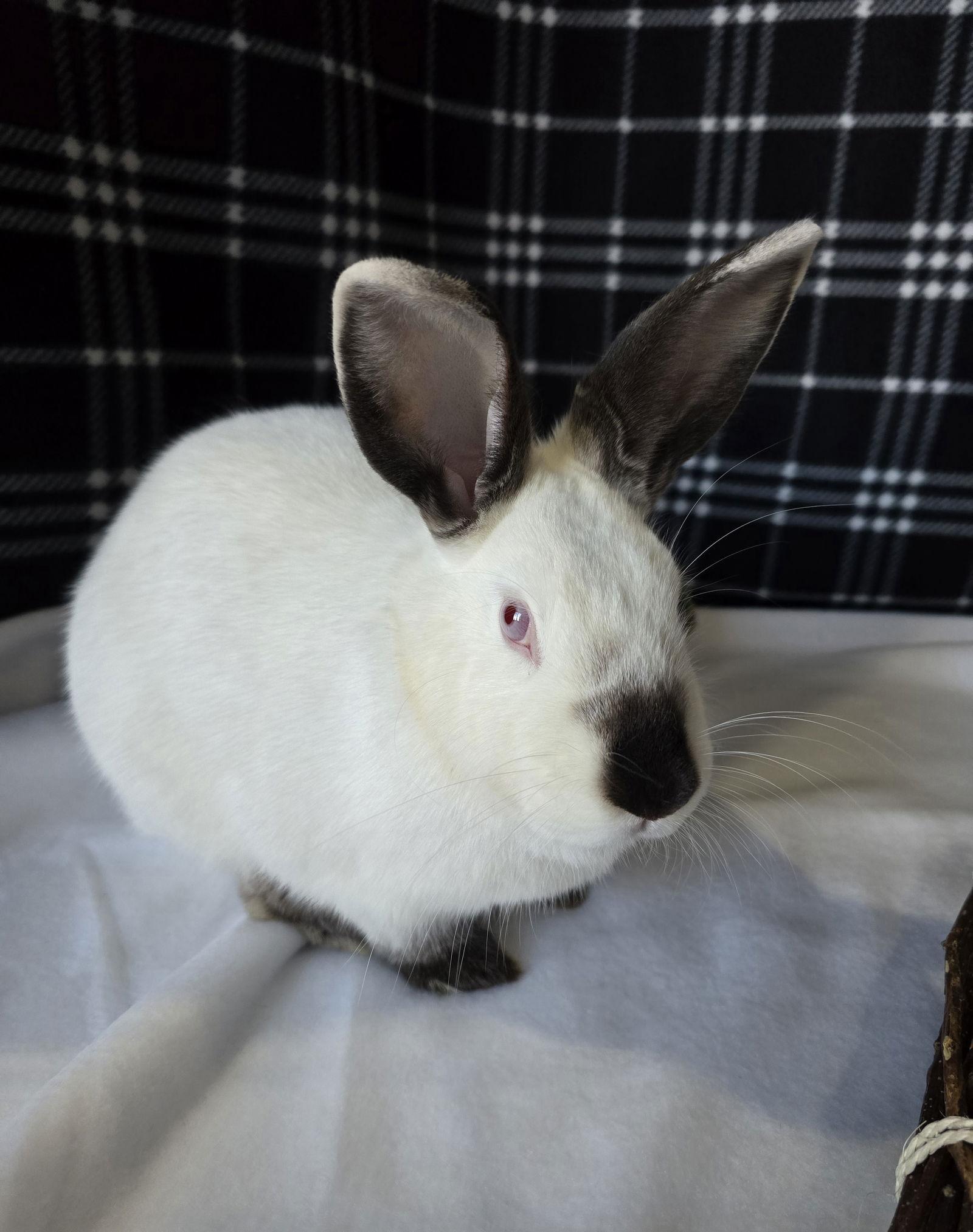 Lottie, Adoptable, Young Female Californian.