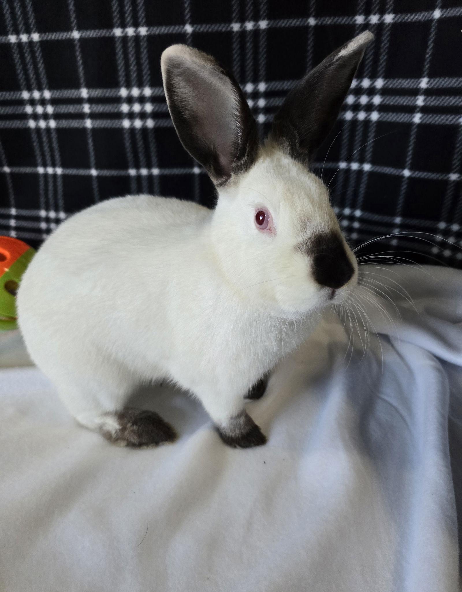 Enlarge Lottie, a Adoptable Californian in Philadelphia, PA image 3/3