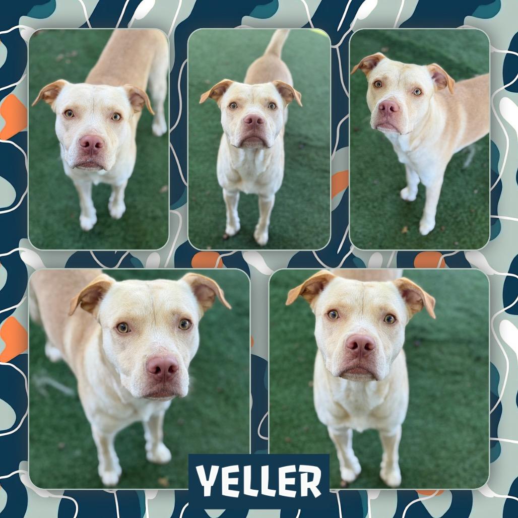 Yeller, Adoptable, Adult Male Yellow Labrador Retriever & Pit Bull Terrier.