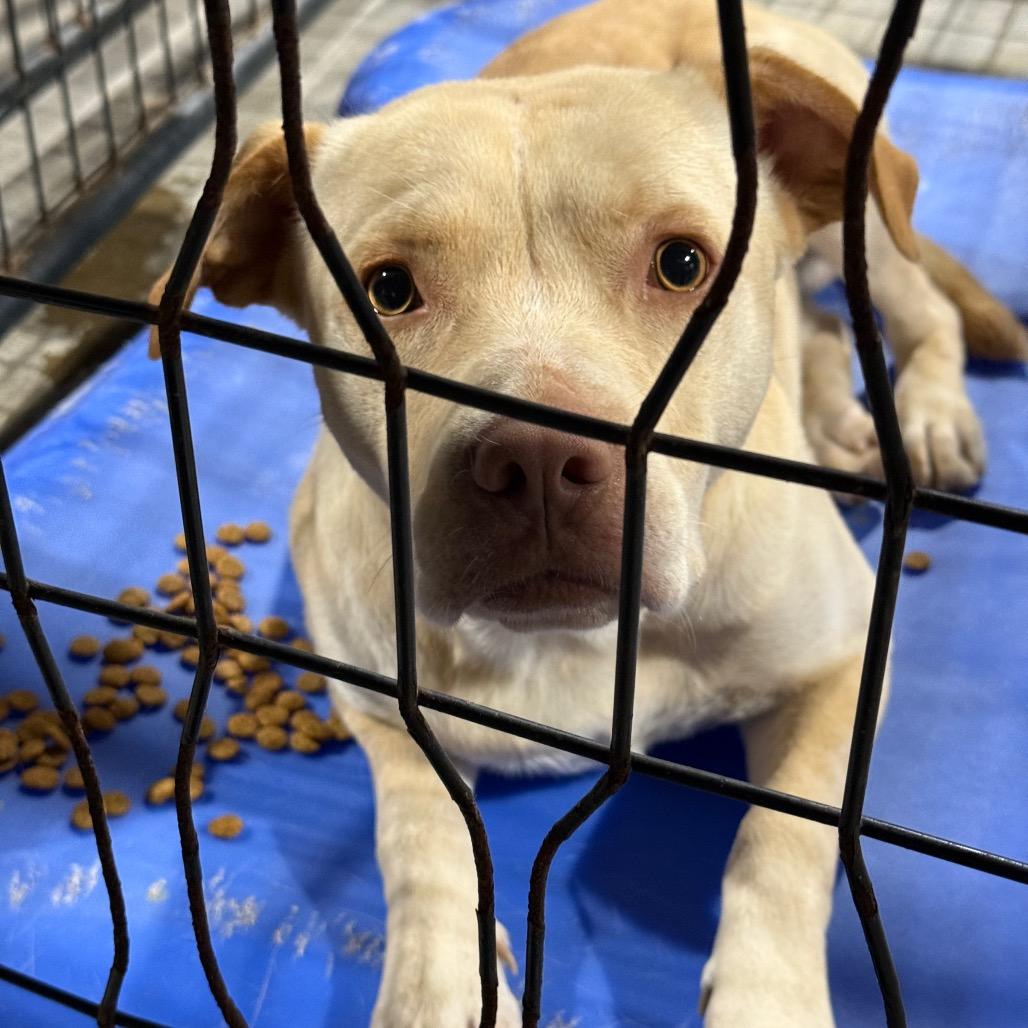 Enlarge Yeller, a Adoptable mixed breed in Fort Smith, AR image 2/2