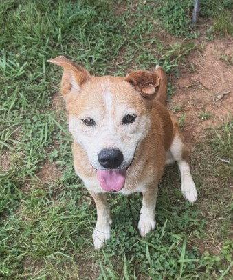 Enlarge Papaya, a Adoptable Australian Cattle Dog / Blue Heeler in Carrollton, GA image 1/3