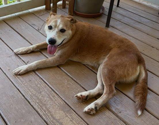 Enlarge Papaya, a Adoptable Australian Cattle Dog / Blue Heeler in Carrollton, GA image 2/3