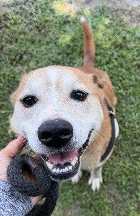Enlarge Papaya, a Adoptable Australian Cattle Dog / Blue Heeler in Carrollton, GA image 3/3
