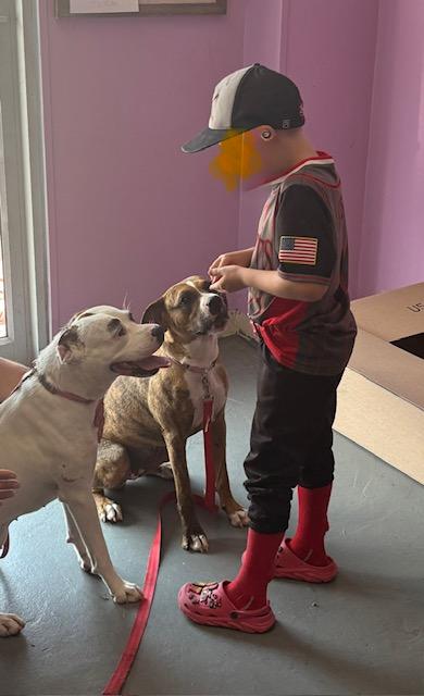 Nutella, an adopted Mixed Breed in Kansas City, MO image 2/4
