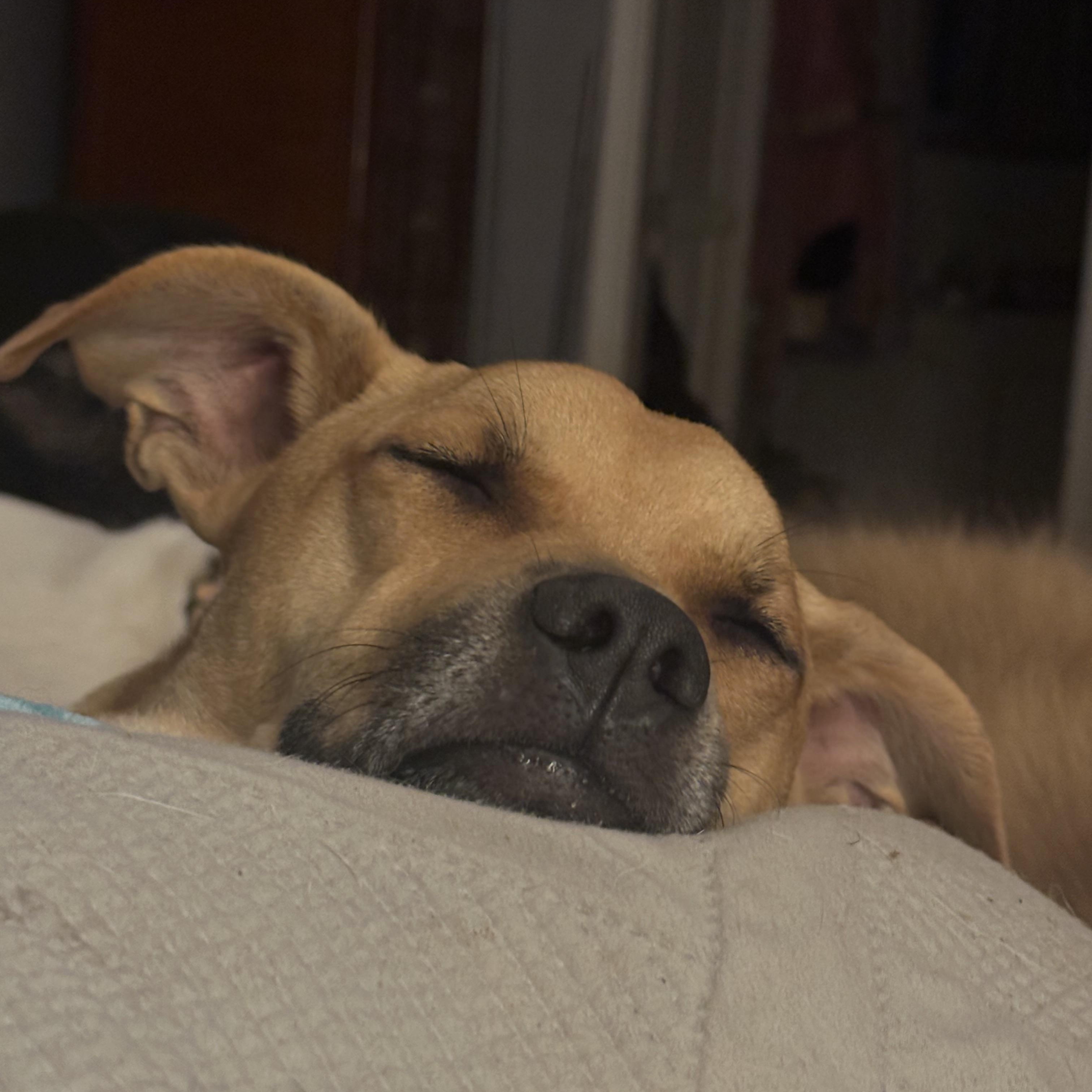 Enlarge Layla, a Adopted mixed breed in Sherman, CT image 3/5