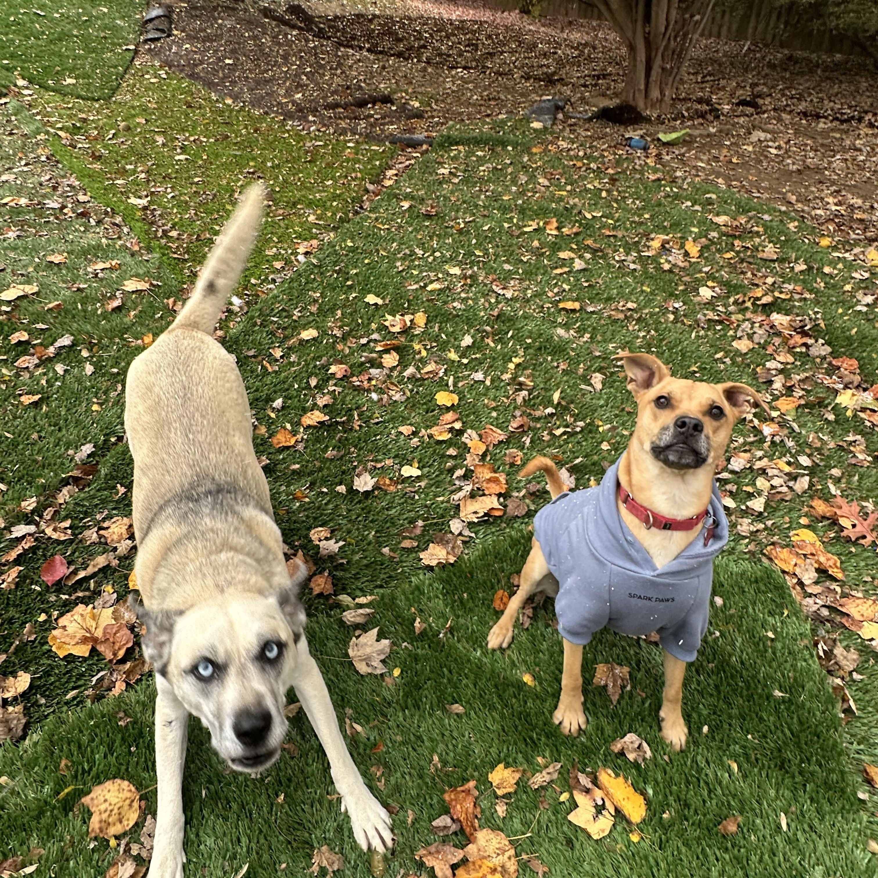 Enlarge Layla, a Adopted mixed breed in Sherman, CT image 2/5