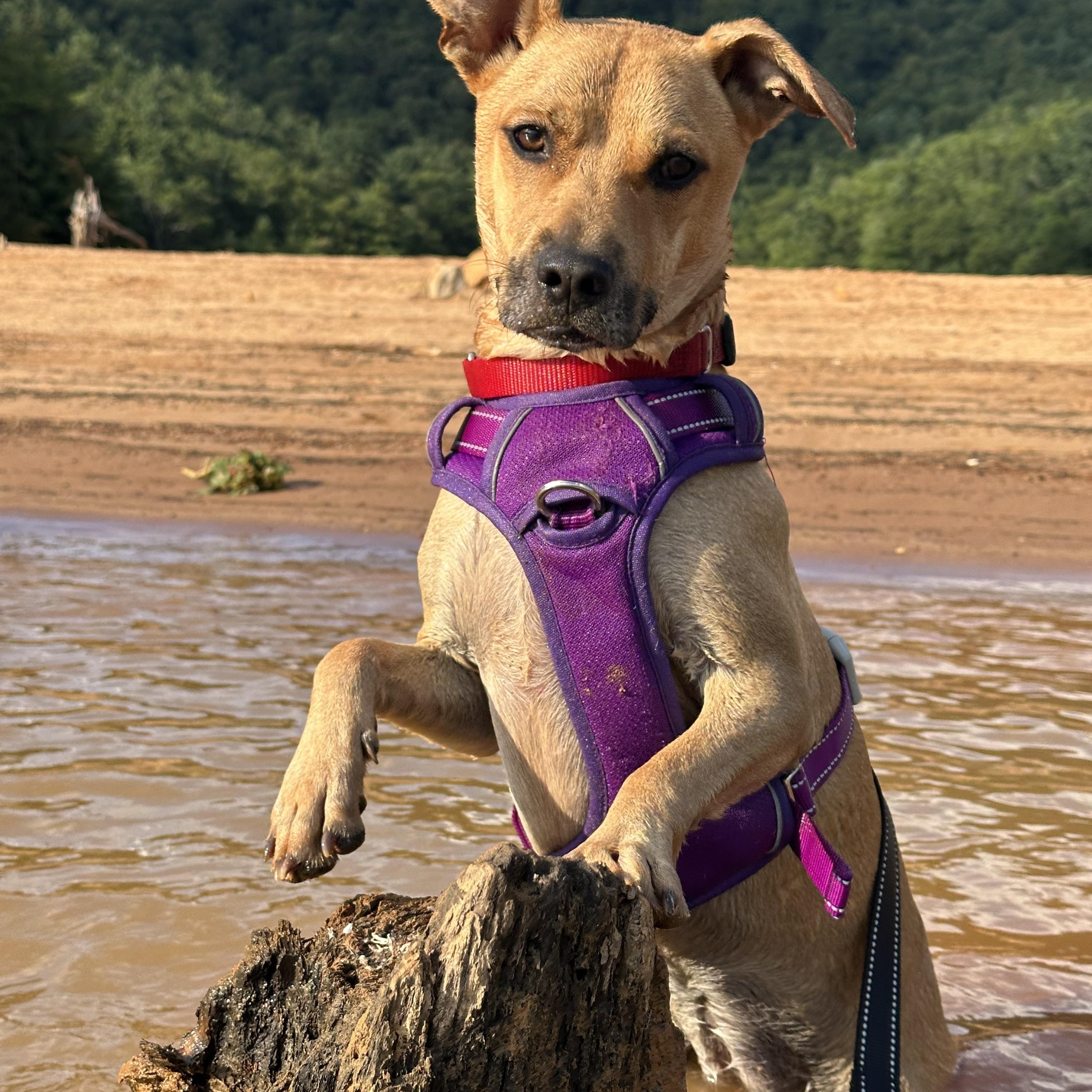 Enlarge Layla, a Adopted mixed breed in Sherman, CT image 1/5