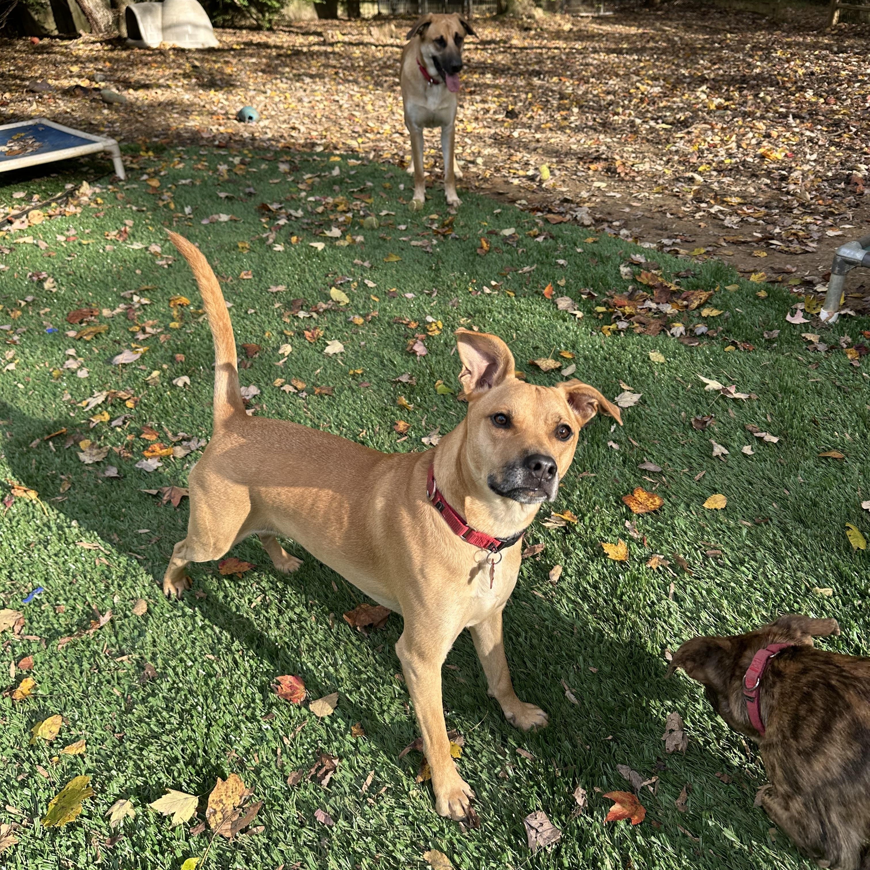 Enlarge Layla, a Adopted mixed breed in Sherman, CT image 4/5