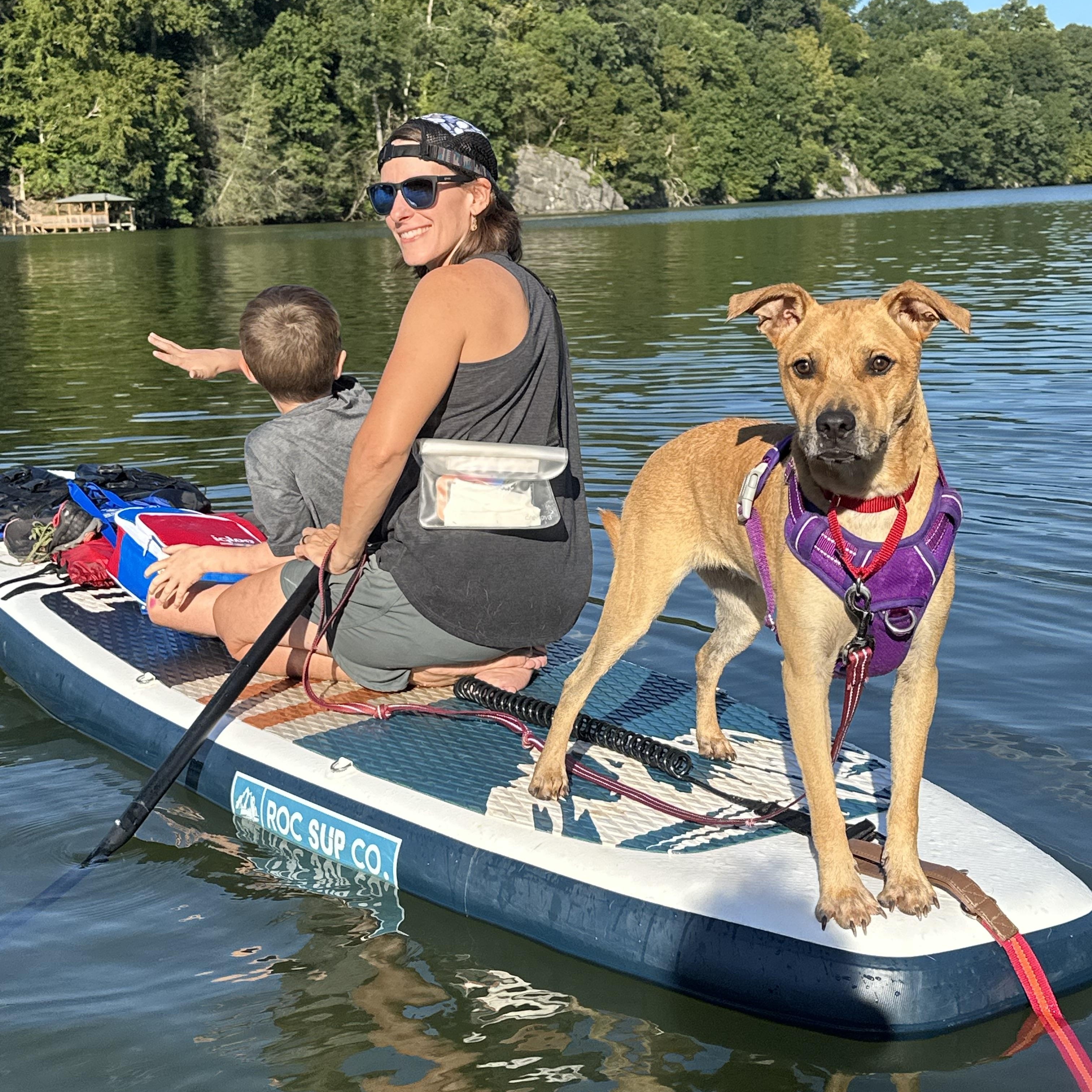 Enlarge Layla, a Adopted mixed breed in Sherman, CT image 5/5