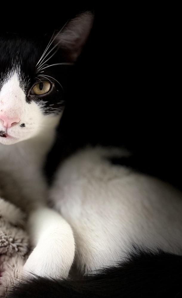 Spot Light, a Adoptable mixed breed in Warren, CT image 2/6