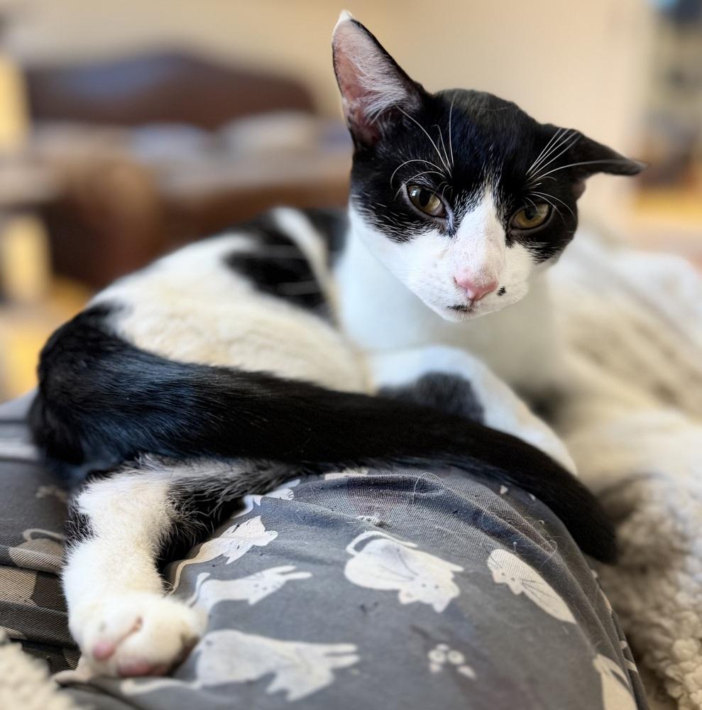 Spot Light, a Adoptable mixed breed in Warren, CT image 3/6