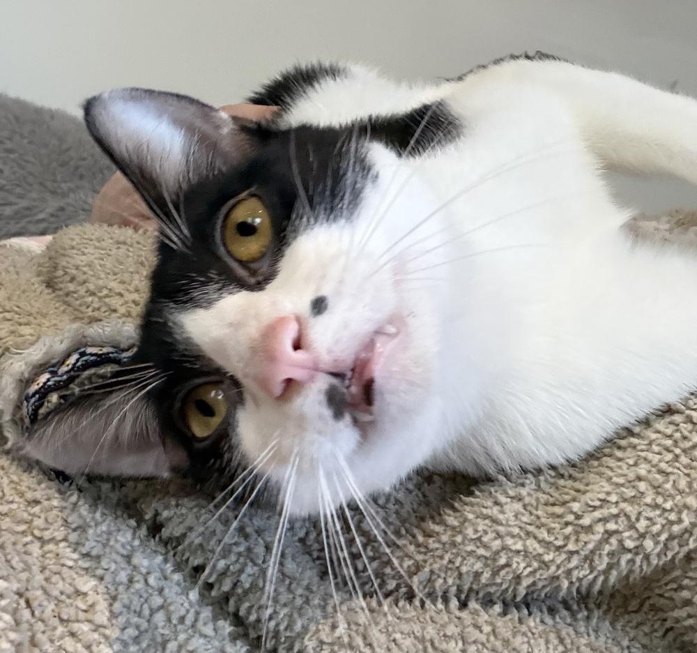 Spot Light, a Adoptable mixed breed in Warren, CT image 4/6