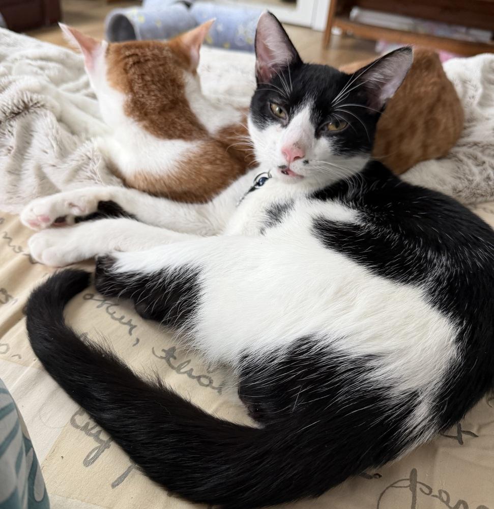 Spot Light, a Adoptable mixed breed in Warren, CT image 6/6