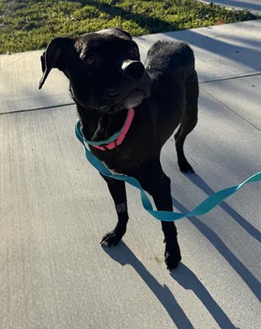MARY, Adoptable, Young Female Beagle & Pit Bull Terrier.