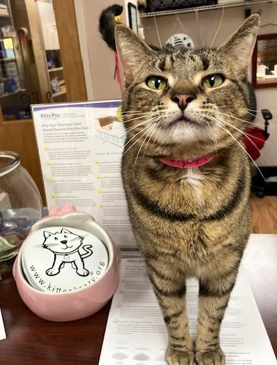 Brenda, Adult Female Domestic Short Hair