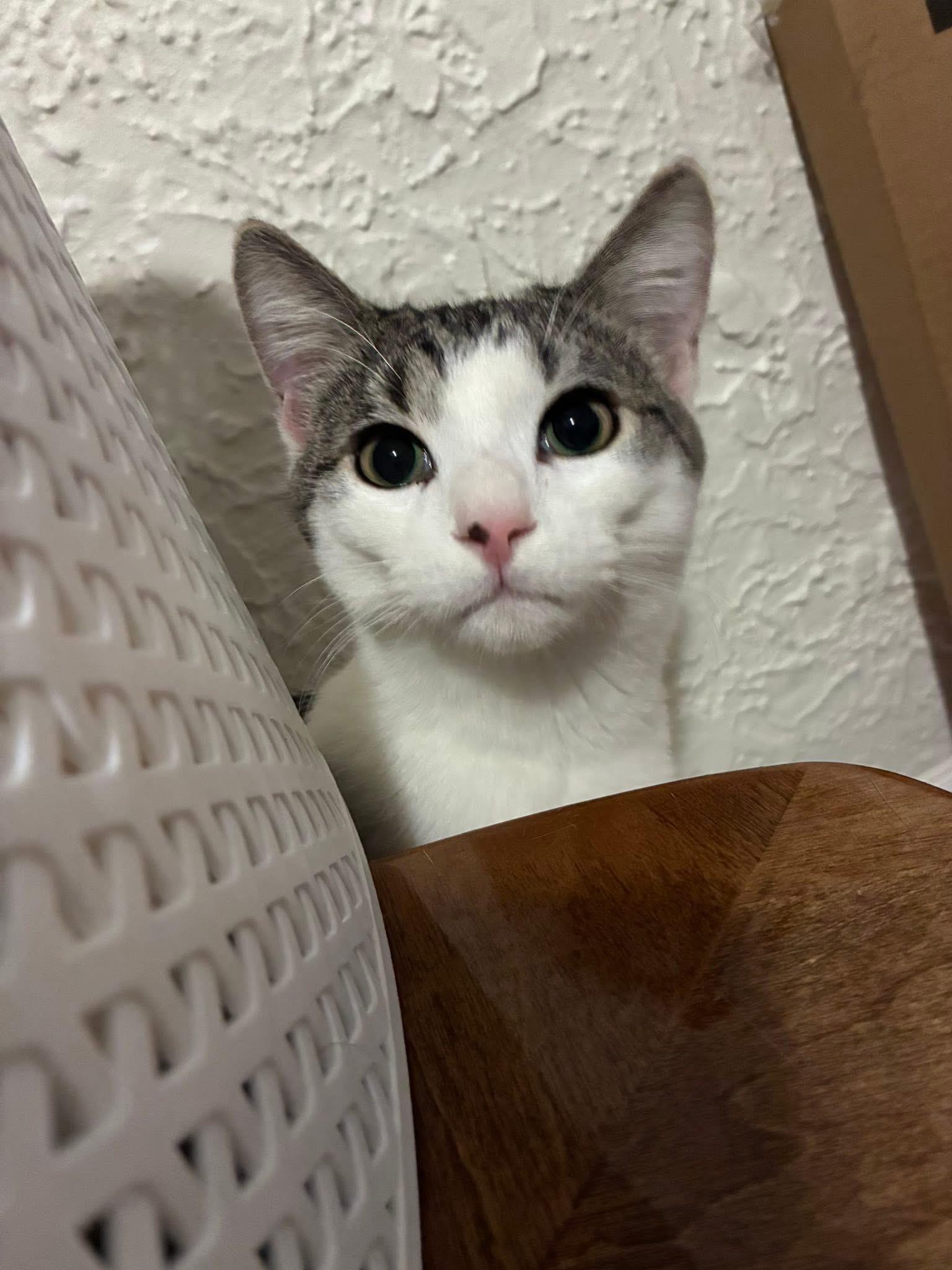 Enlarge Woodstock, a ADOPTABLE Domestic Short Hair in Grosse Pointe Park, MI image 4/5