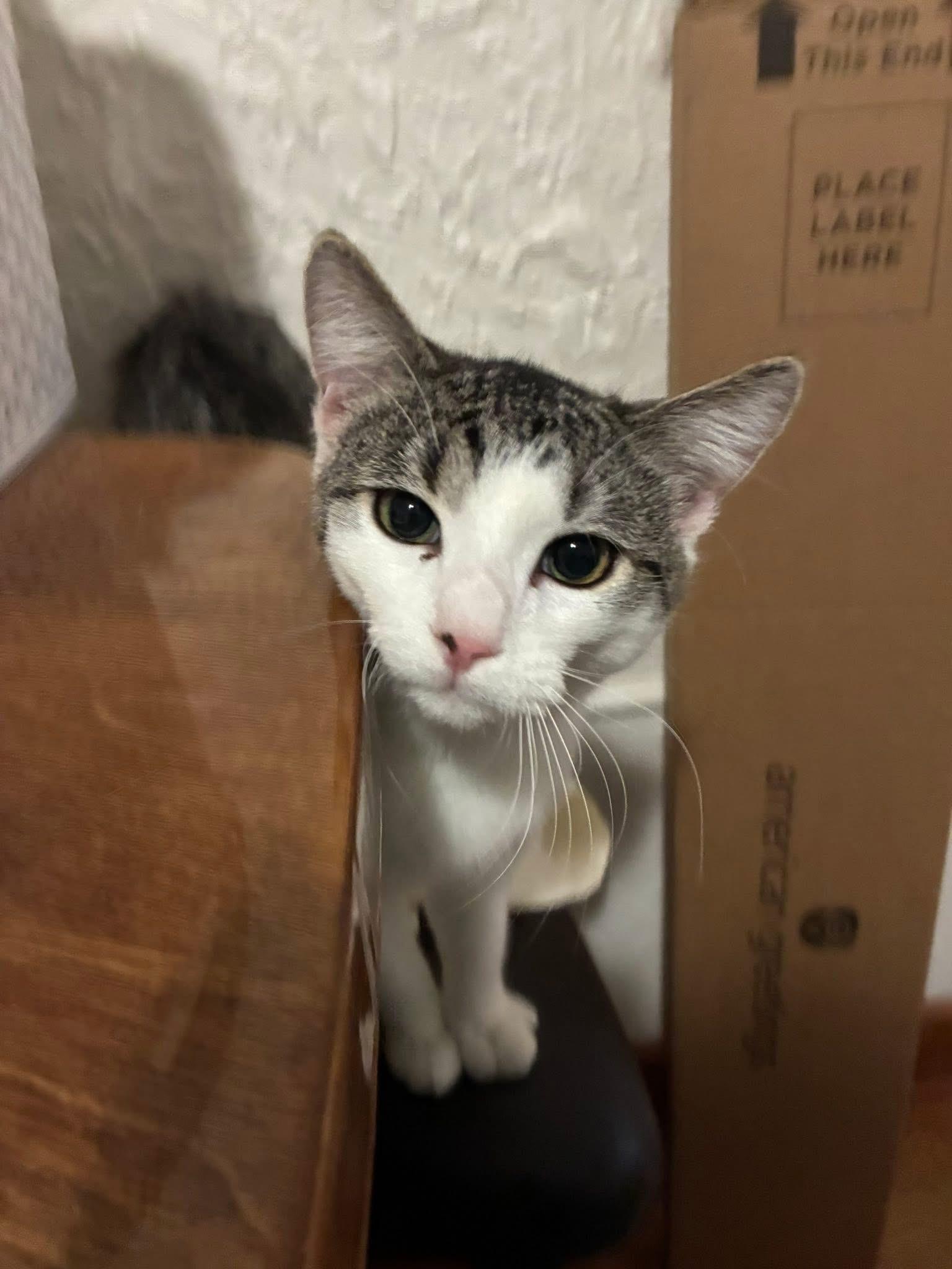 Enlarge Woodstock, a ADOPTABLE Domestic Short Hair in Grosse Pointe Park, MI image 2/5