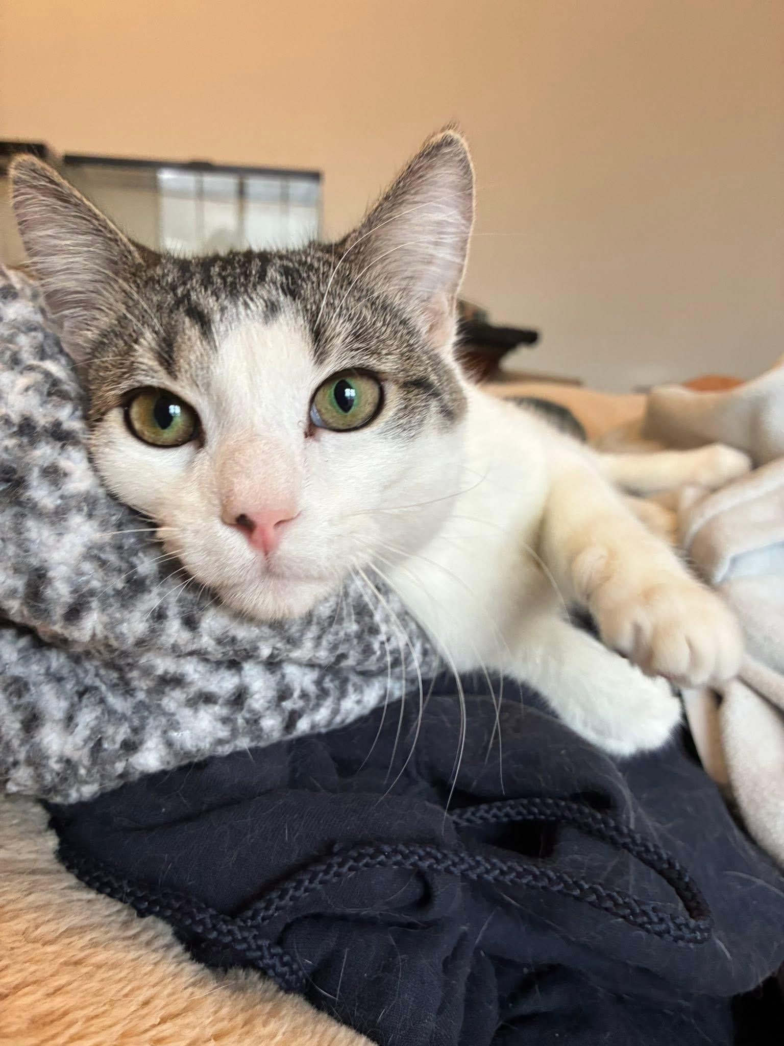 Enlarge Woodstock, a ADOPTABLE Domestic Short Hair in Grosse Pointe Park, MI image 1/5