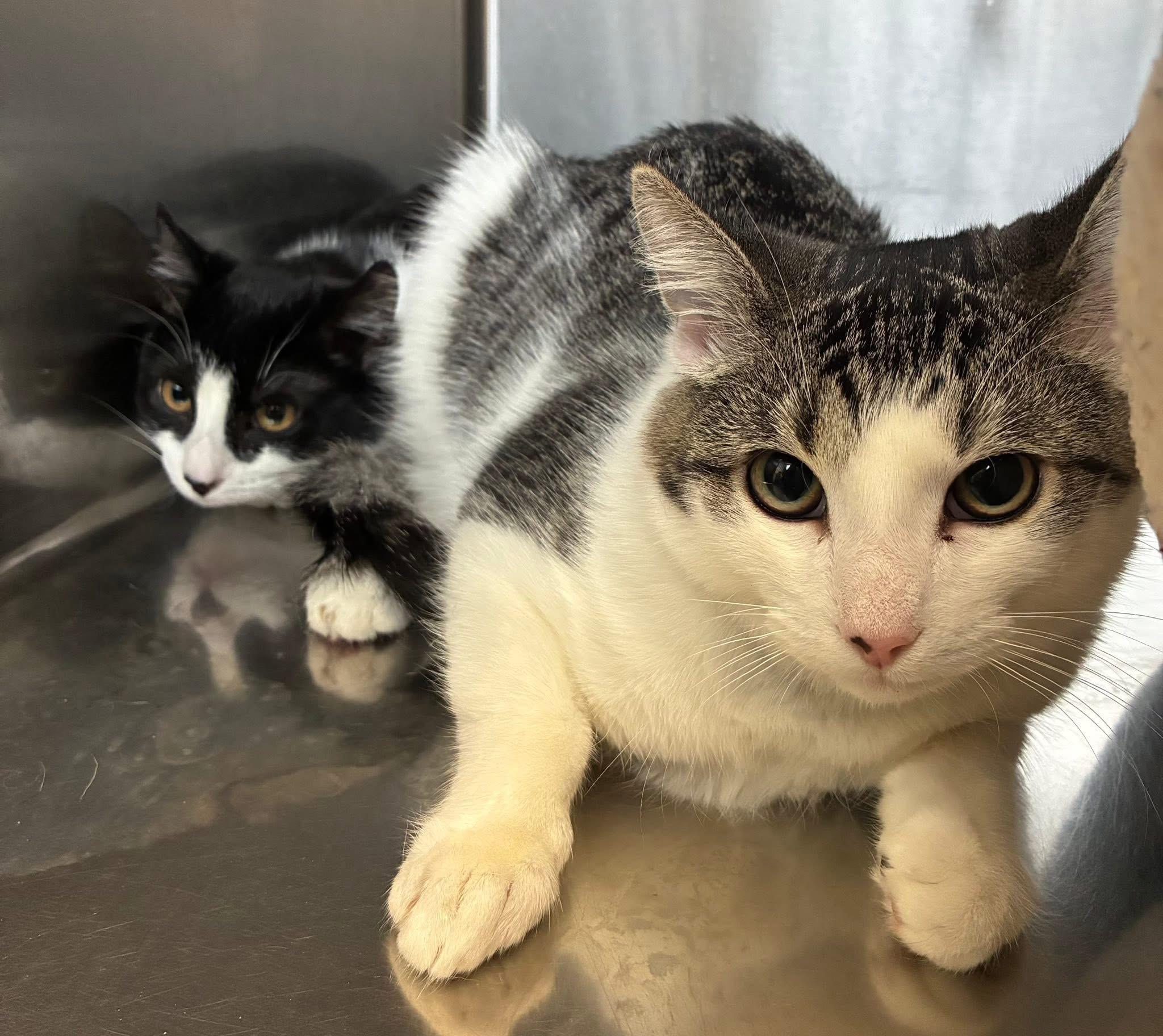 Enlarge Woodstock, a ADOPTABLE Domestic Short Hair in Grosse Pointe Park, MI image 3/5