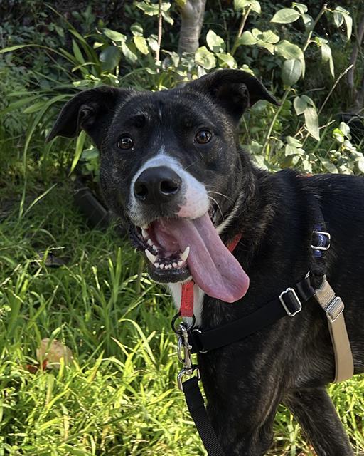 Enlarge SPUDZ, a Adoptable mixed breed in Alameda, CA image 1/1