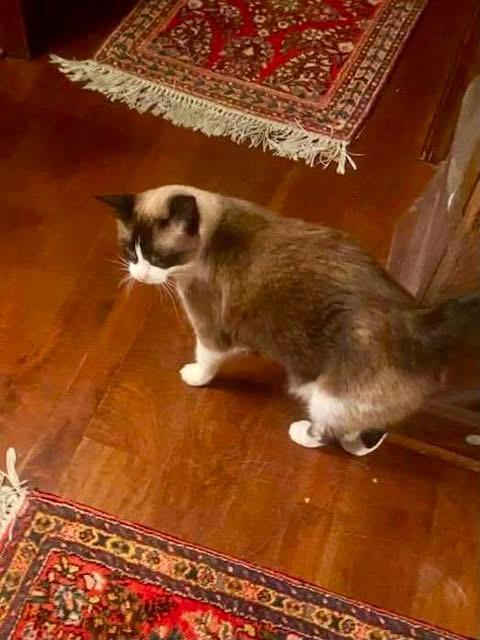 Enlarge Christy - courtesy post, a ADOPTABLE mixed breed in Solon, OH image 2/4