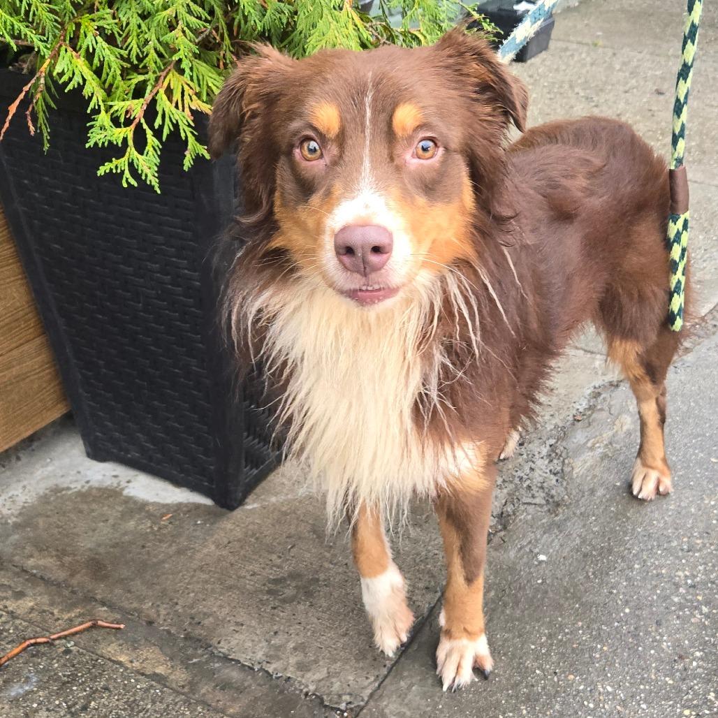 Dash, Adoptable, Adult Male Collie & Mixed Breed.