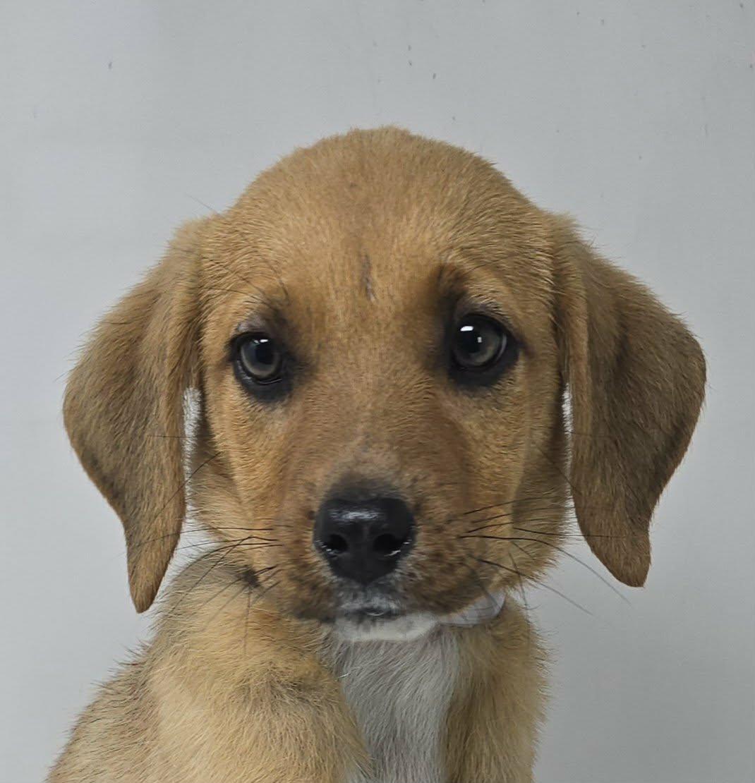 Enlarge Twilight, a Adoptable mixed breed in Newport, TN image 1/4