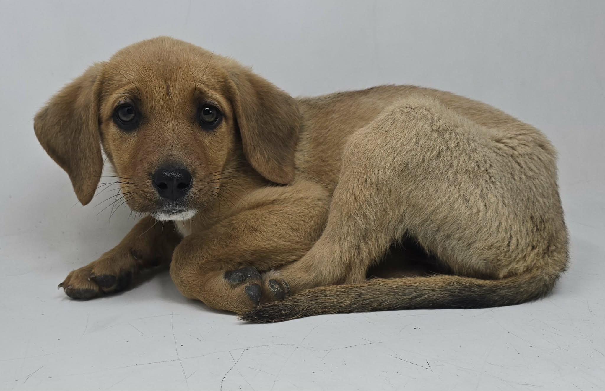 Enlarge Twilight, a Adoptable mixed breed in Newport, TN image 2/4
