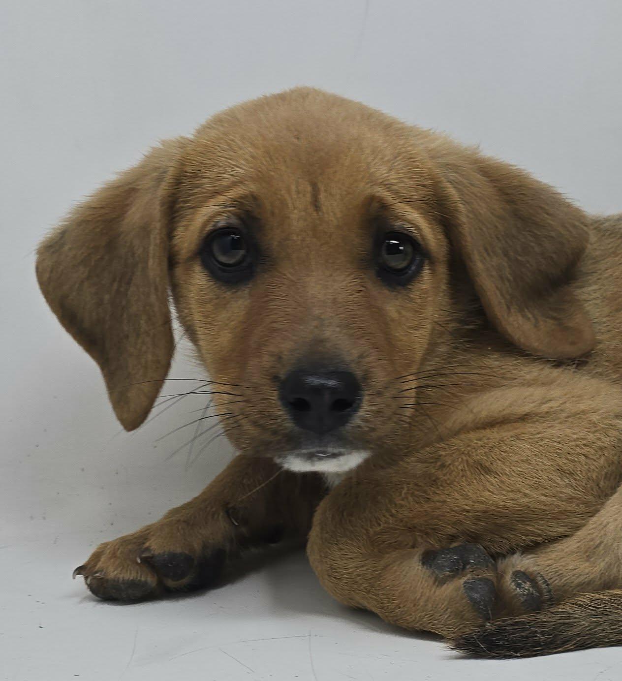 Enlarge Twilight, a Adoptable mixed breed in Newport, TN image 4/4