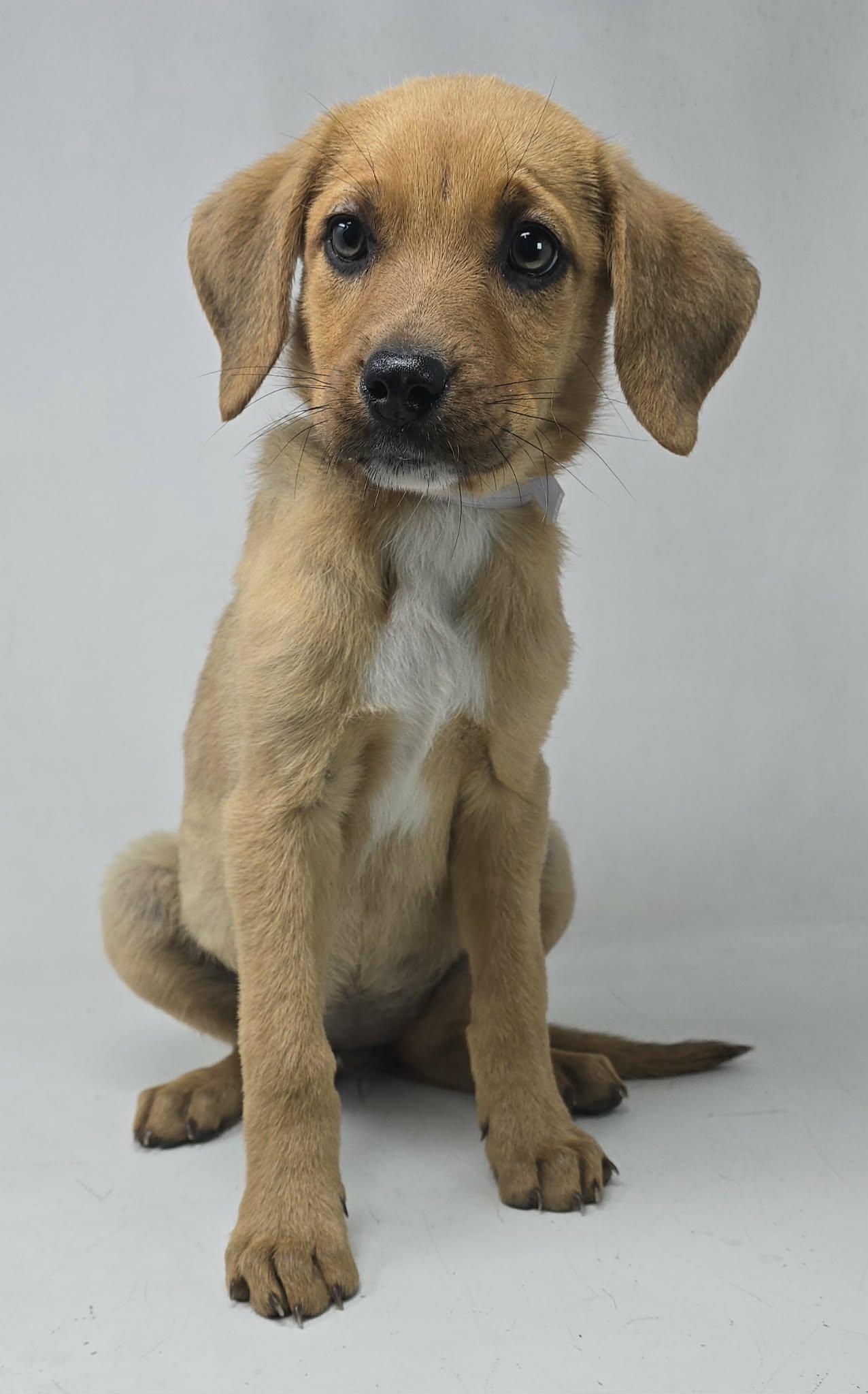 Enlarge Twilight, a Adoptable mixed breed in Newport, TN image 3/4