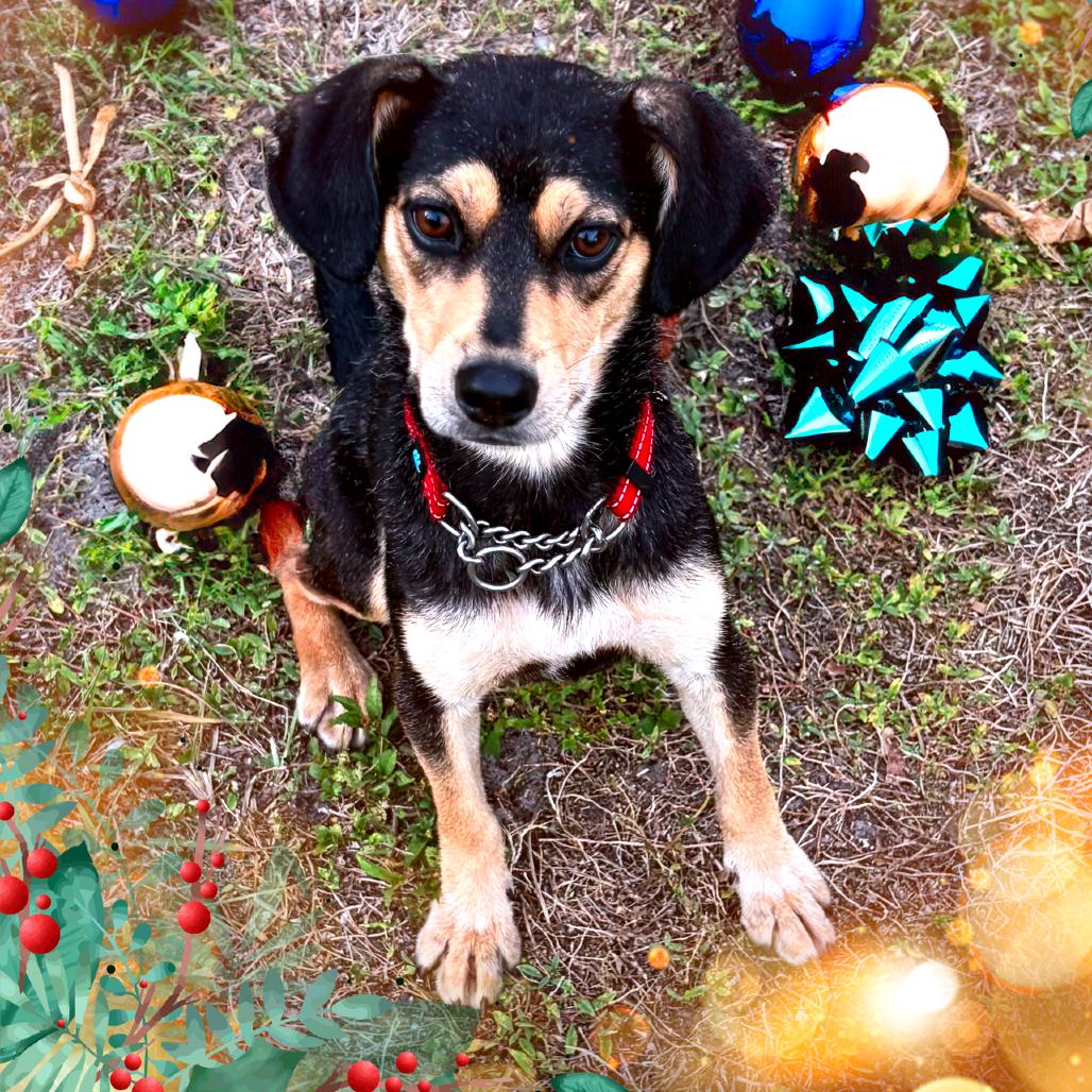 Enlarge Marcia, a Adoptable Mixed Breed in North Port, FL image 1/6