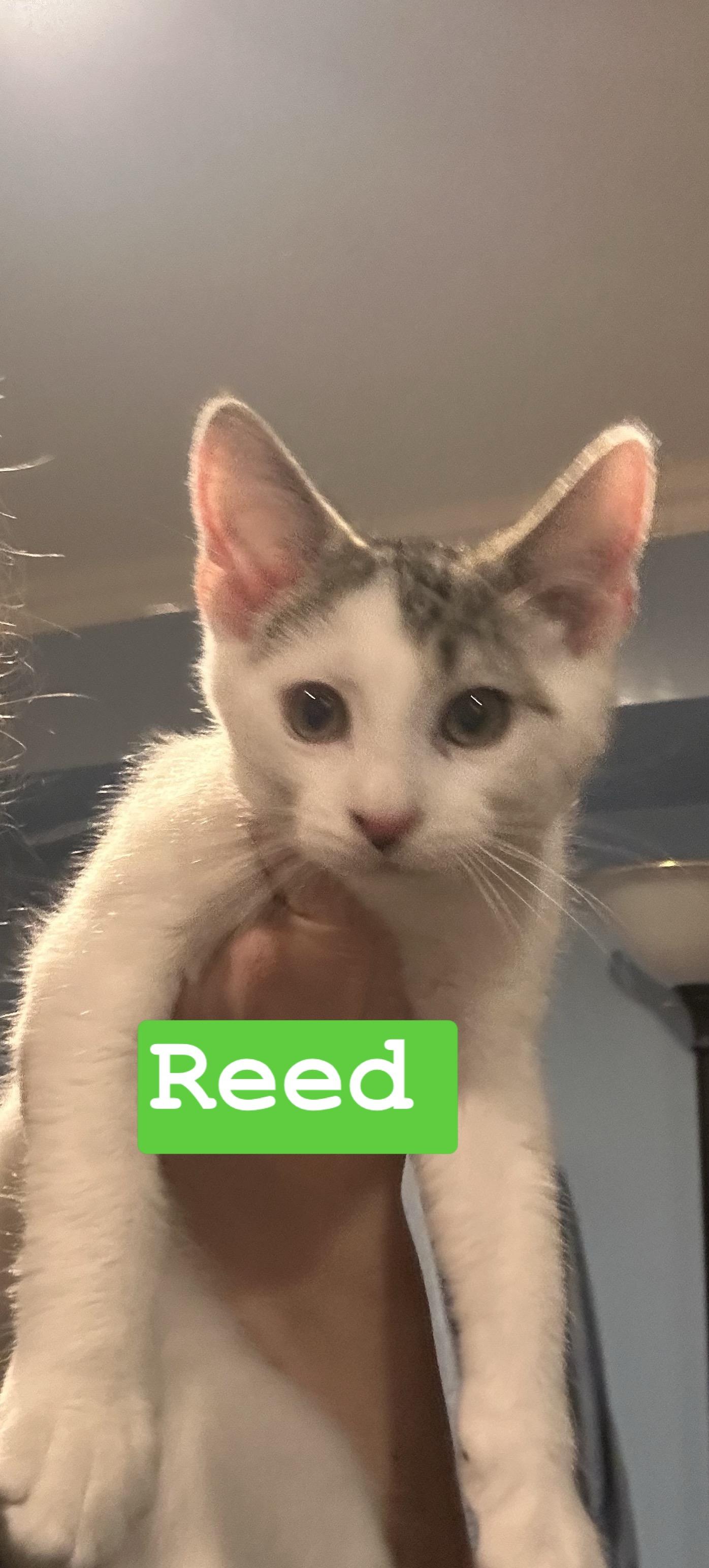 Enlarge Reed, a Adoptable Domestic Short Hair in Gerrardstown, WV image 1/2