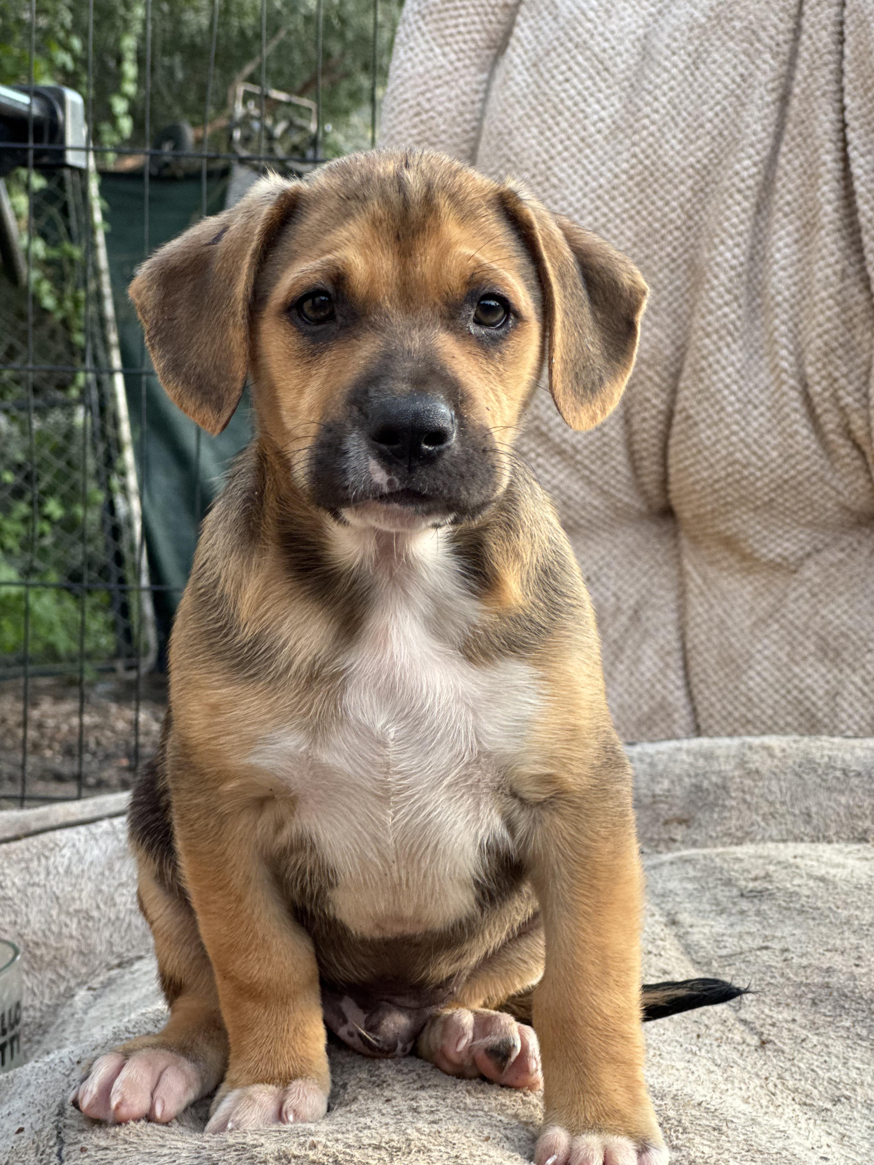 Enlarge Rio, a ADOPTABLE mixed breed in Los Angeles, CA image 2/3
