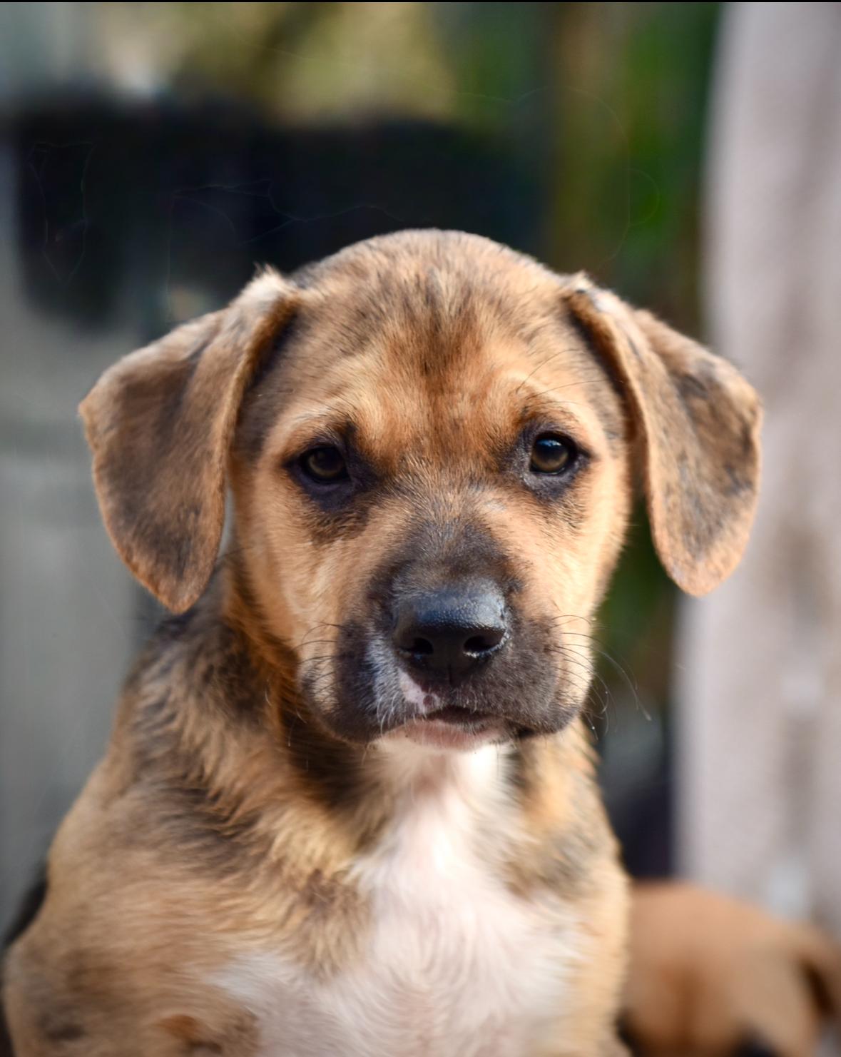 Enlarge Rio, a ADOPTABLE mixed breed in Los Angeles, CA image 3/3