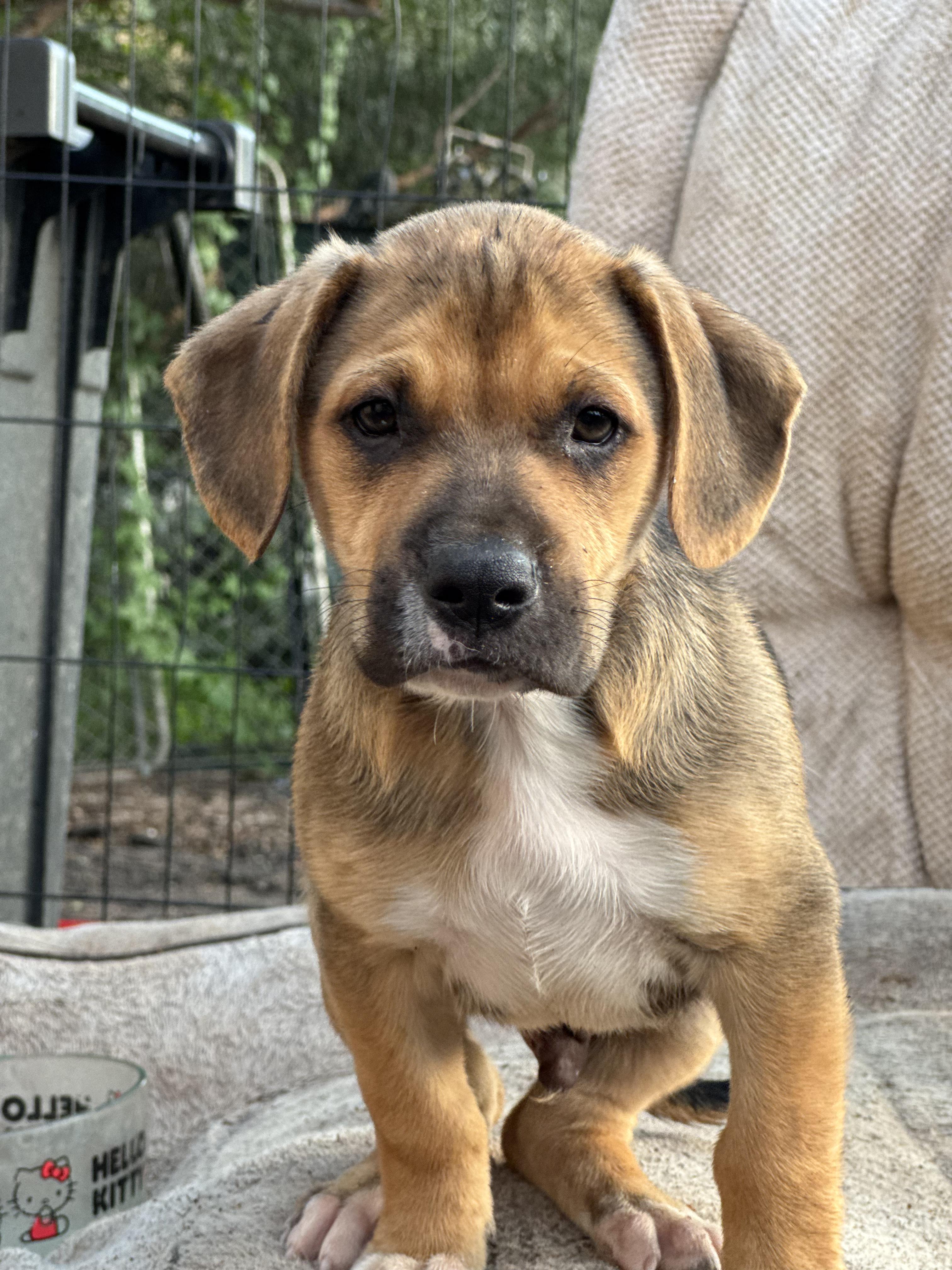 Rio, ADOPTABLE, Puppy Male Boxer & Hound.