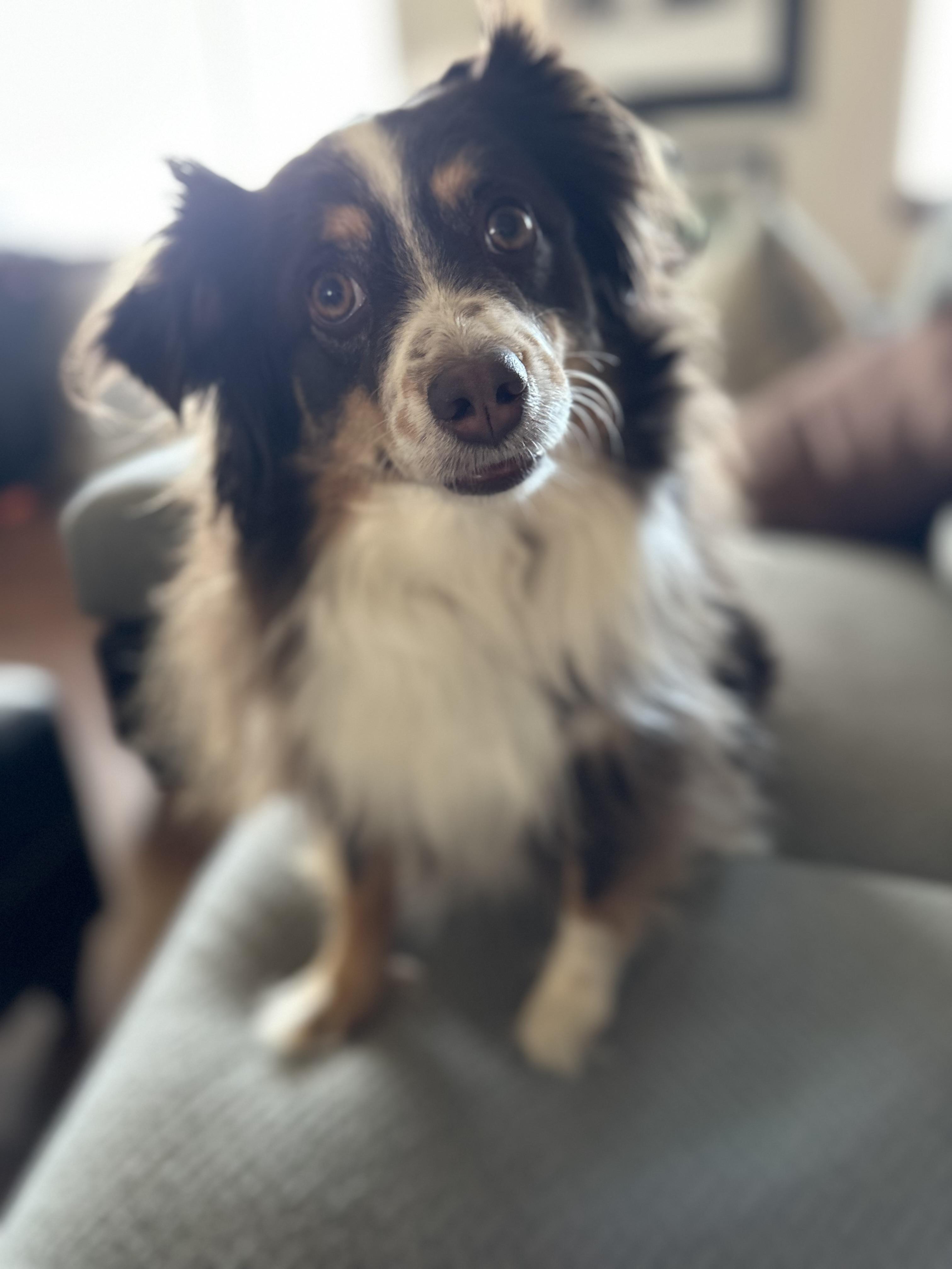 Enlarge Cricket, an adopted Australian Shepherd in Carr, CO image 3/4