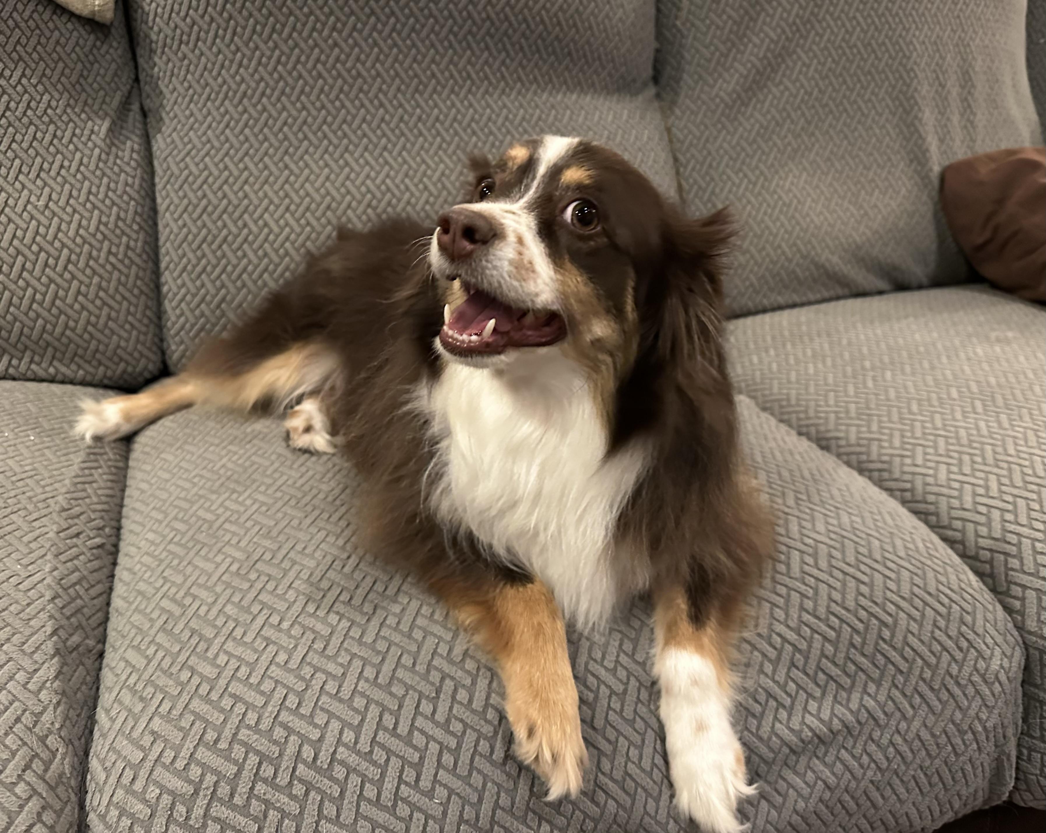Enlarge Cricket, an adopted Australian Shepherd in Carr, CO image 2/4