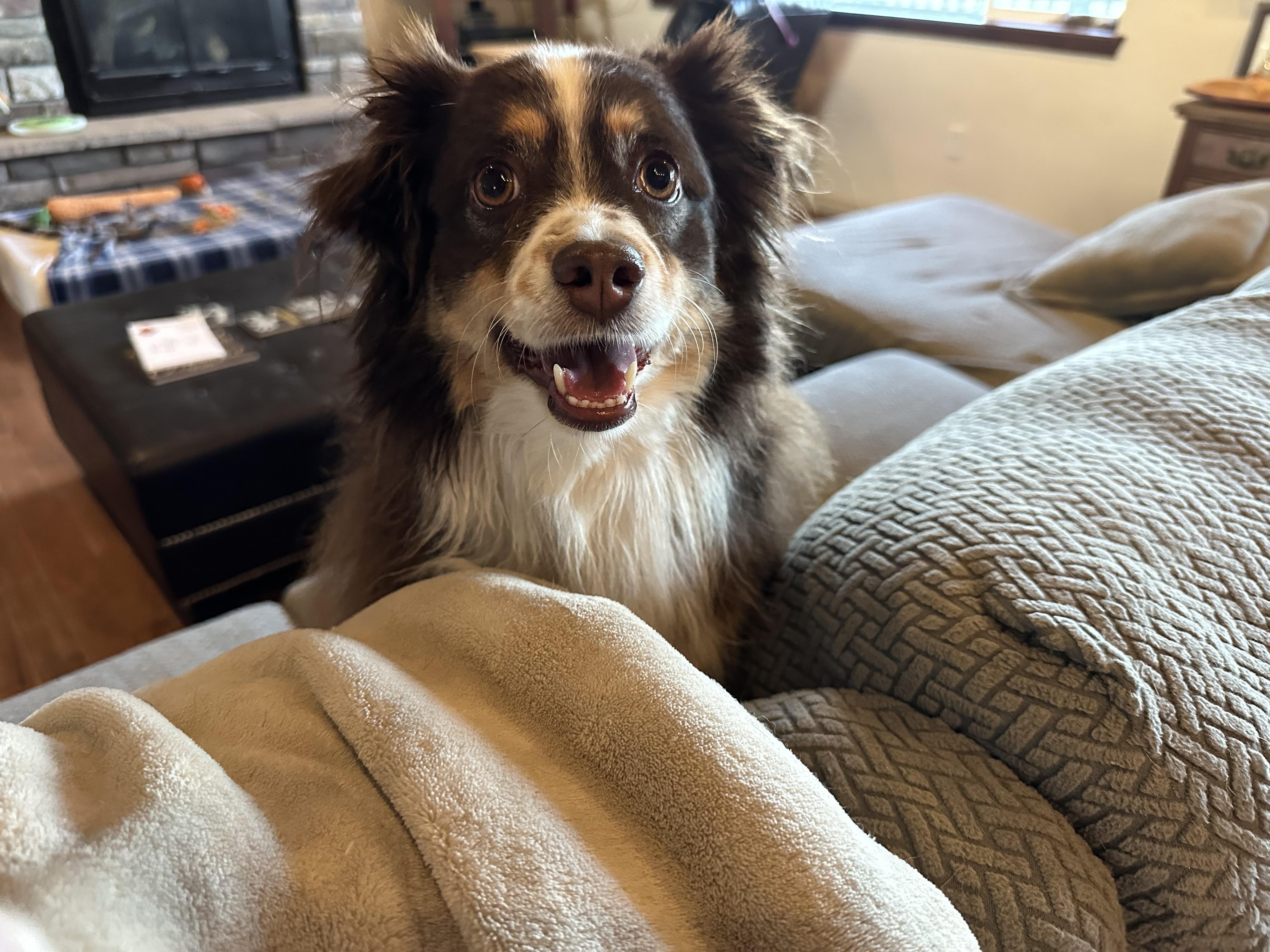 Enlarge Cricket, an adopted Australian Shepherd in Carr, CO image 4/4