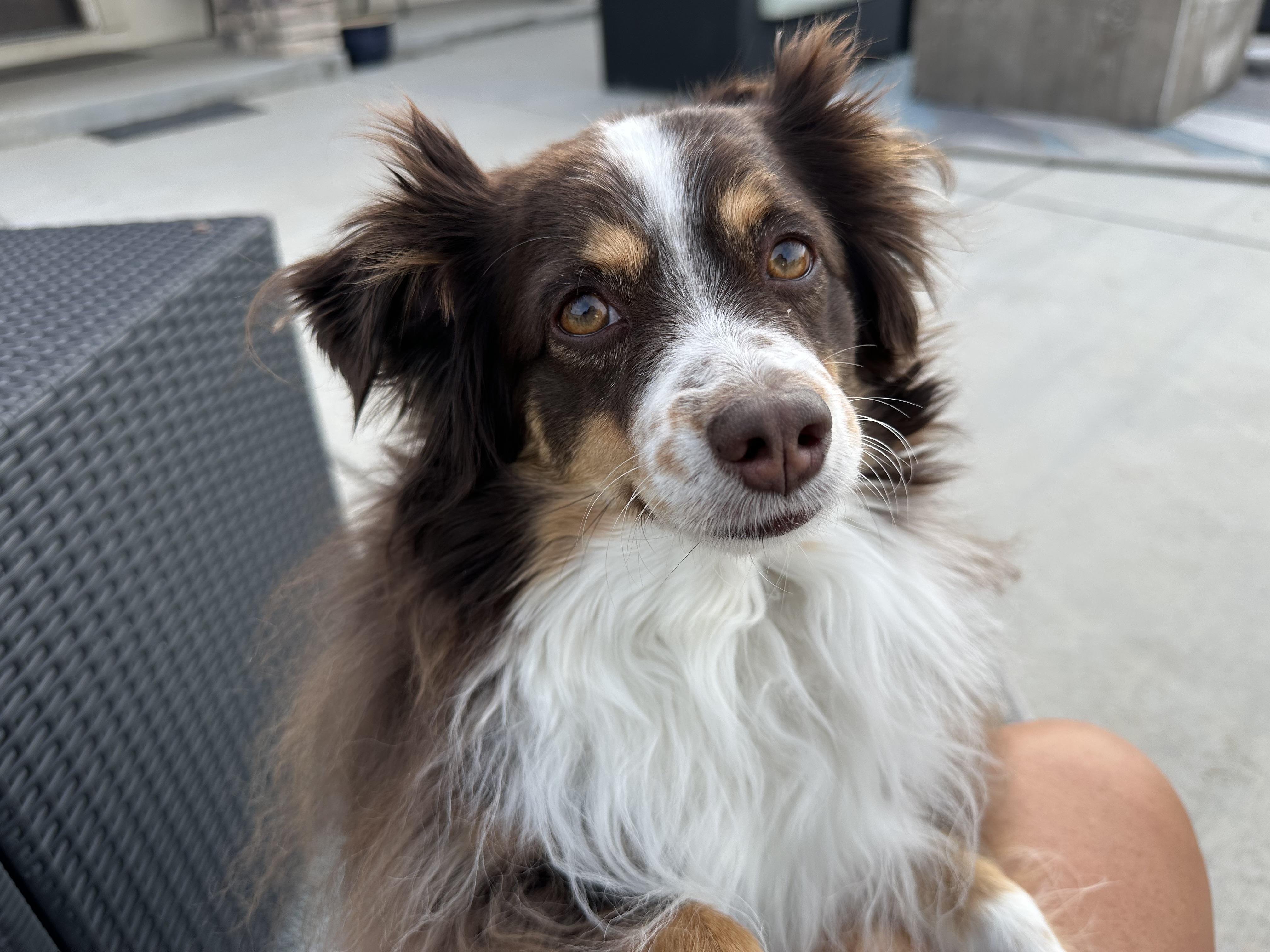 Cricket, adopted, Adult Female Australian Shepherd.