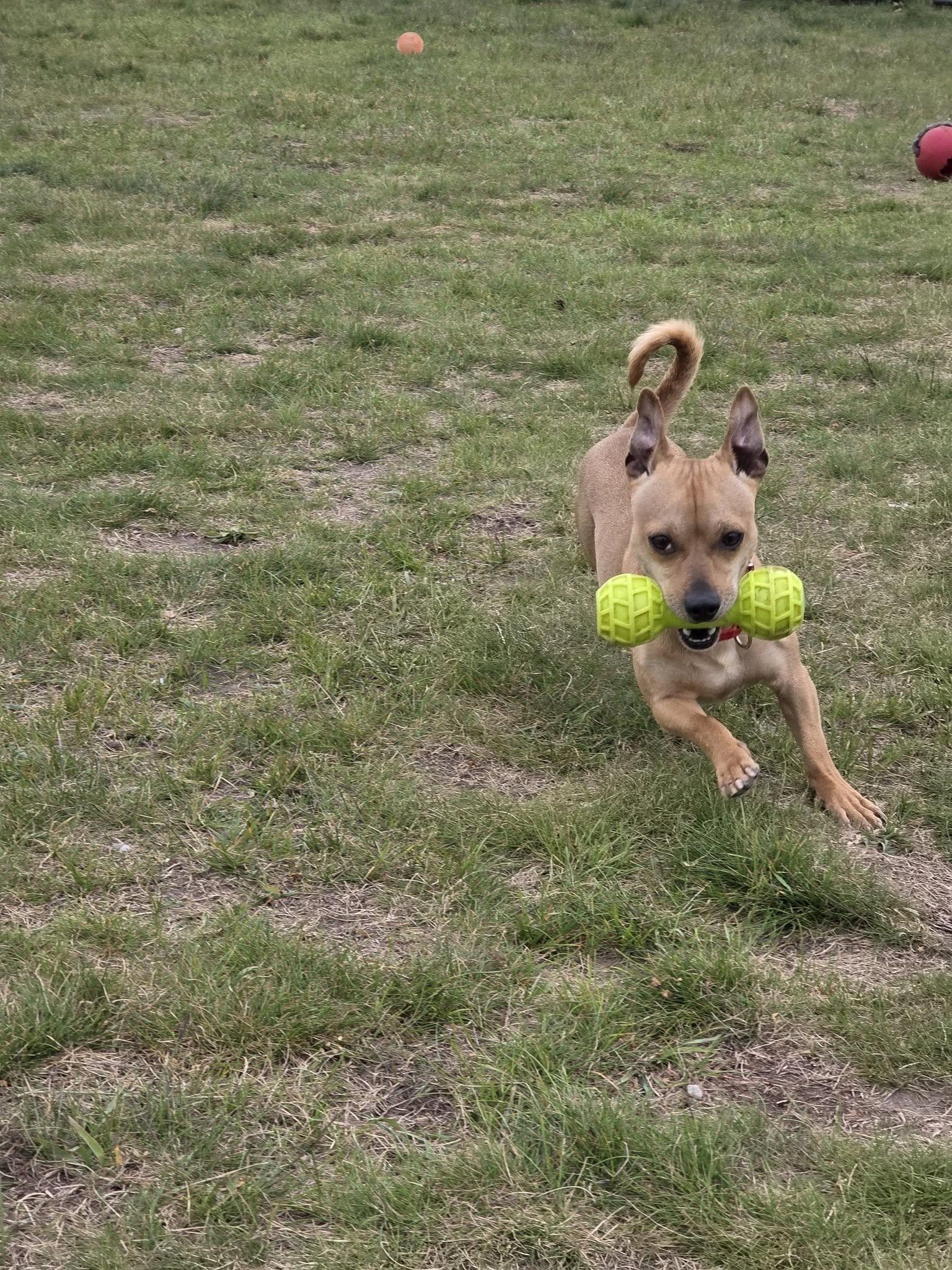 Enlarge Diego, a ADOPTABLE Chihuahua in Shelby, MI image 2/3