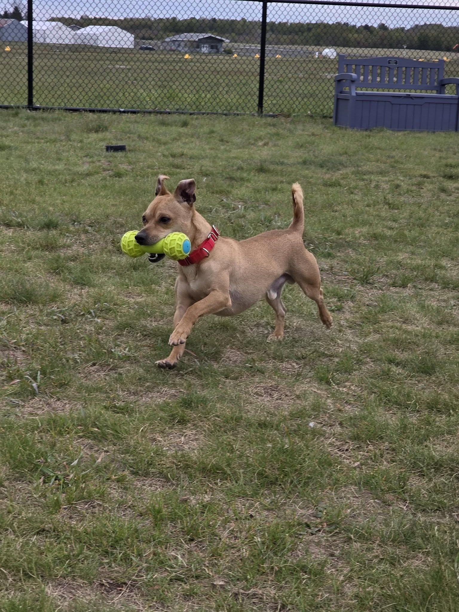 Enlarge Diego, a ADOPTABLE Chihuahua in Shelby, MI image 3/3