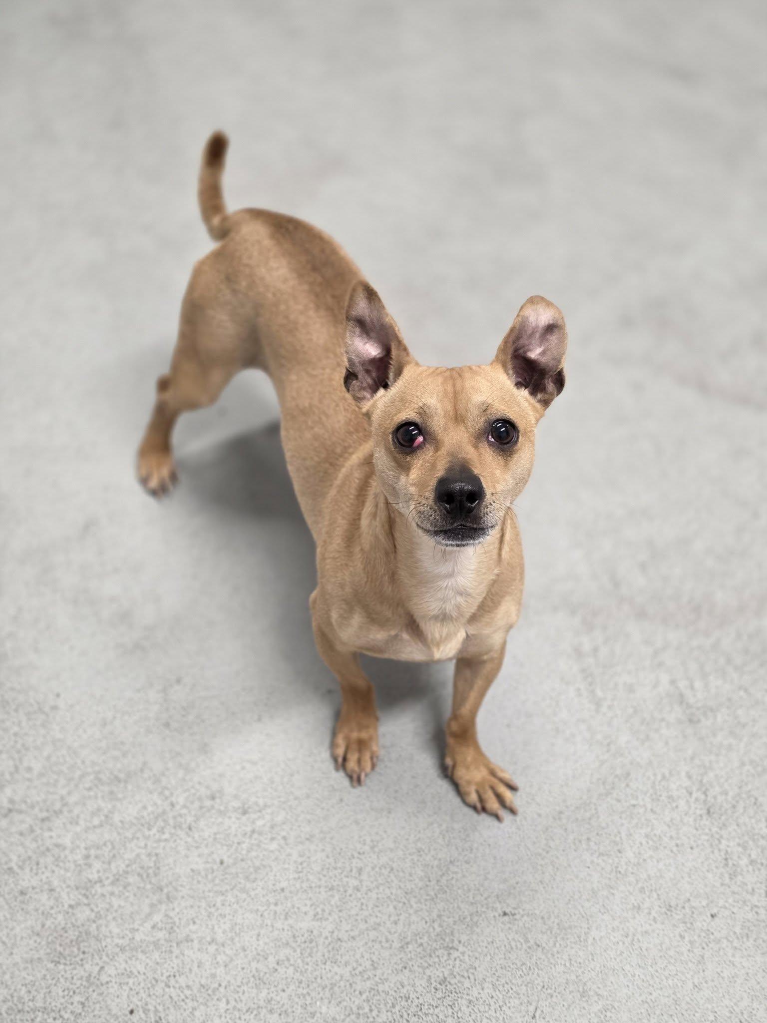 Enlarge Diego, a ADOPTABLE Chihuahua in Shelby, MI image 1/3