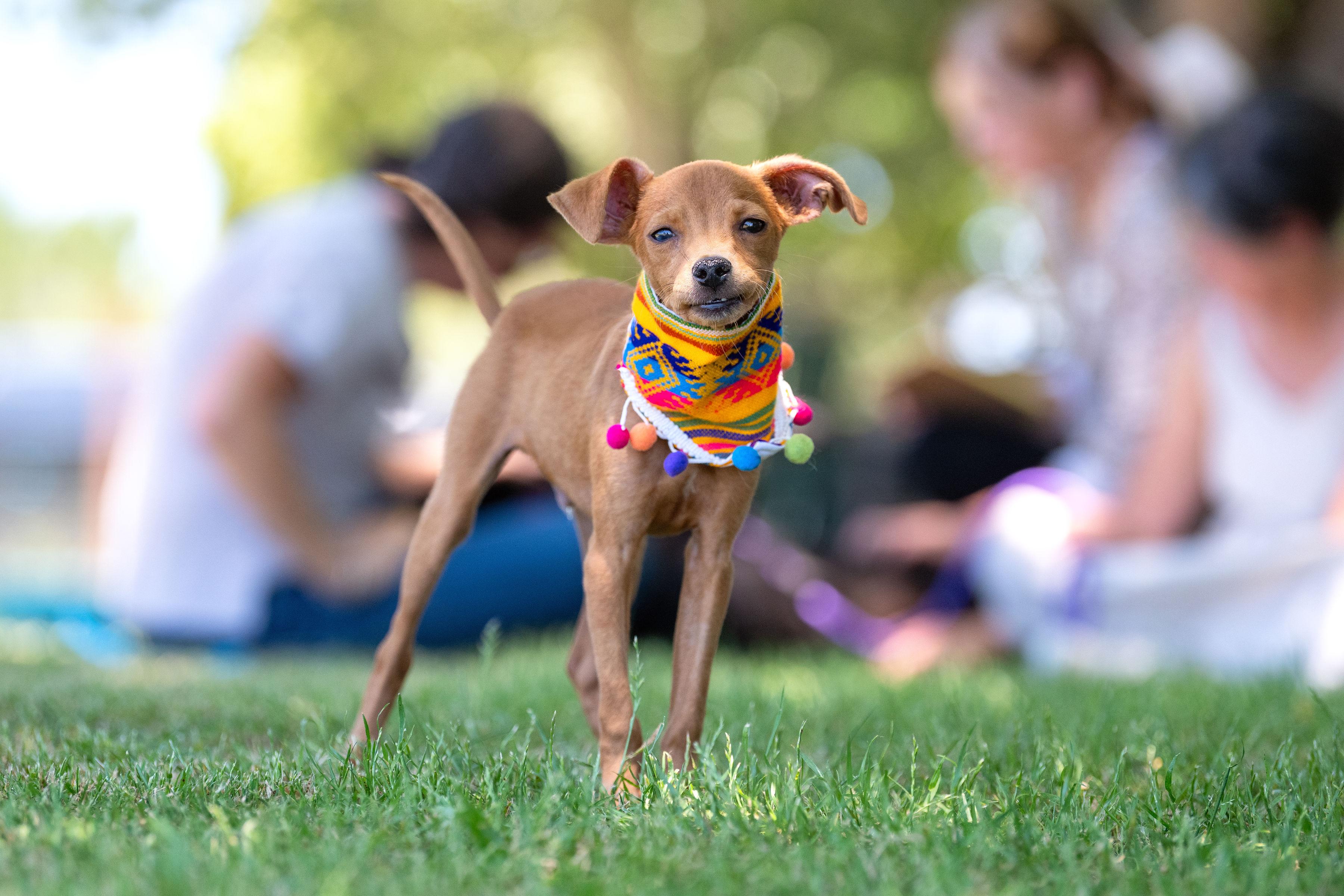 Enlarge Benito, a ADOPTABLE mixed breed in Santa Rosa, CA image 3/6