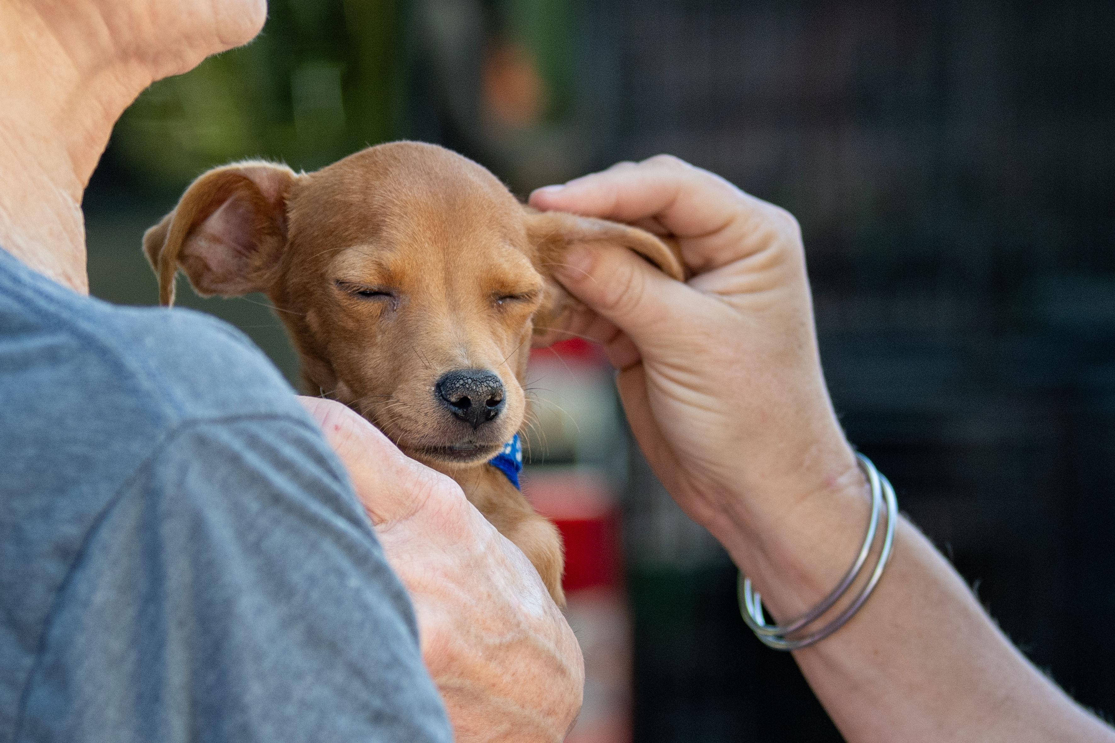 Enlarge Benito, a ADOPTABLE mixed breed in Santa Rosa, CA image 5/6