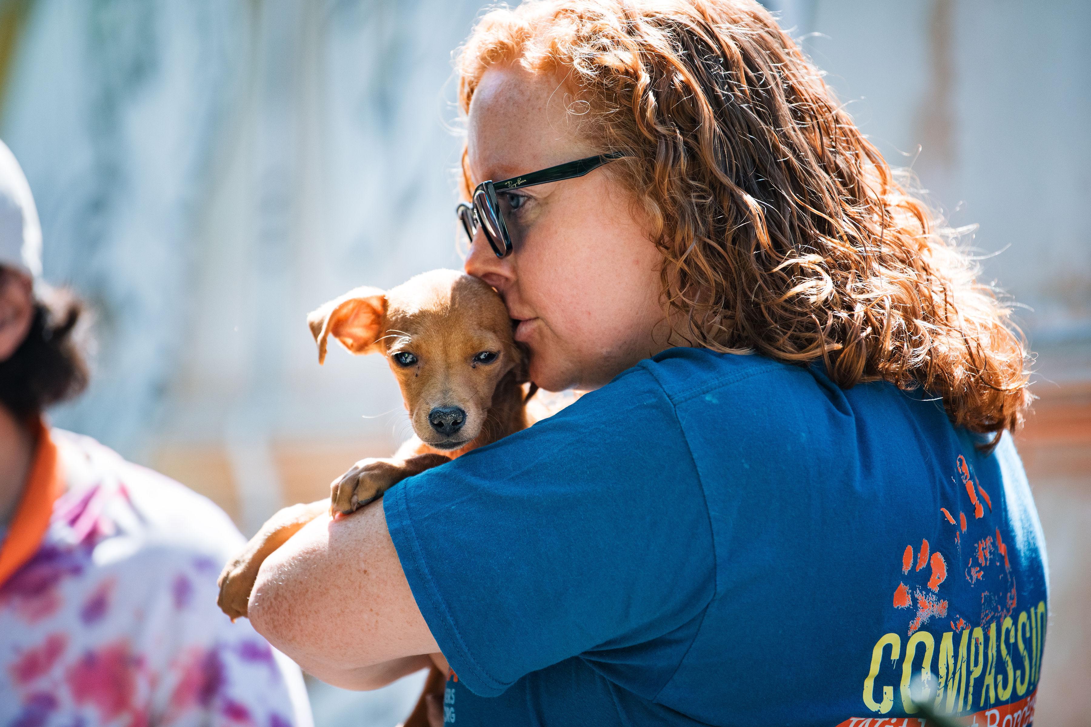 Enlarge Benito, a ADOPTABLE mixed breed in Santa Rosa, CA image 2/6