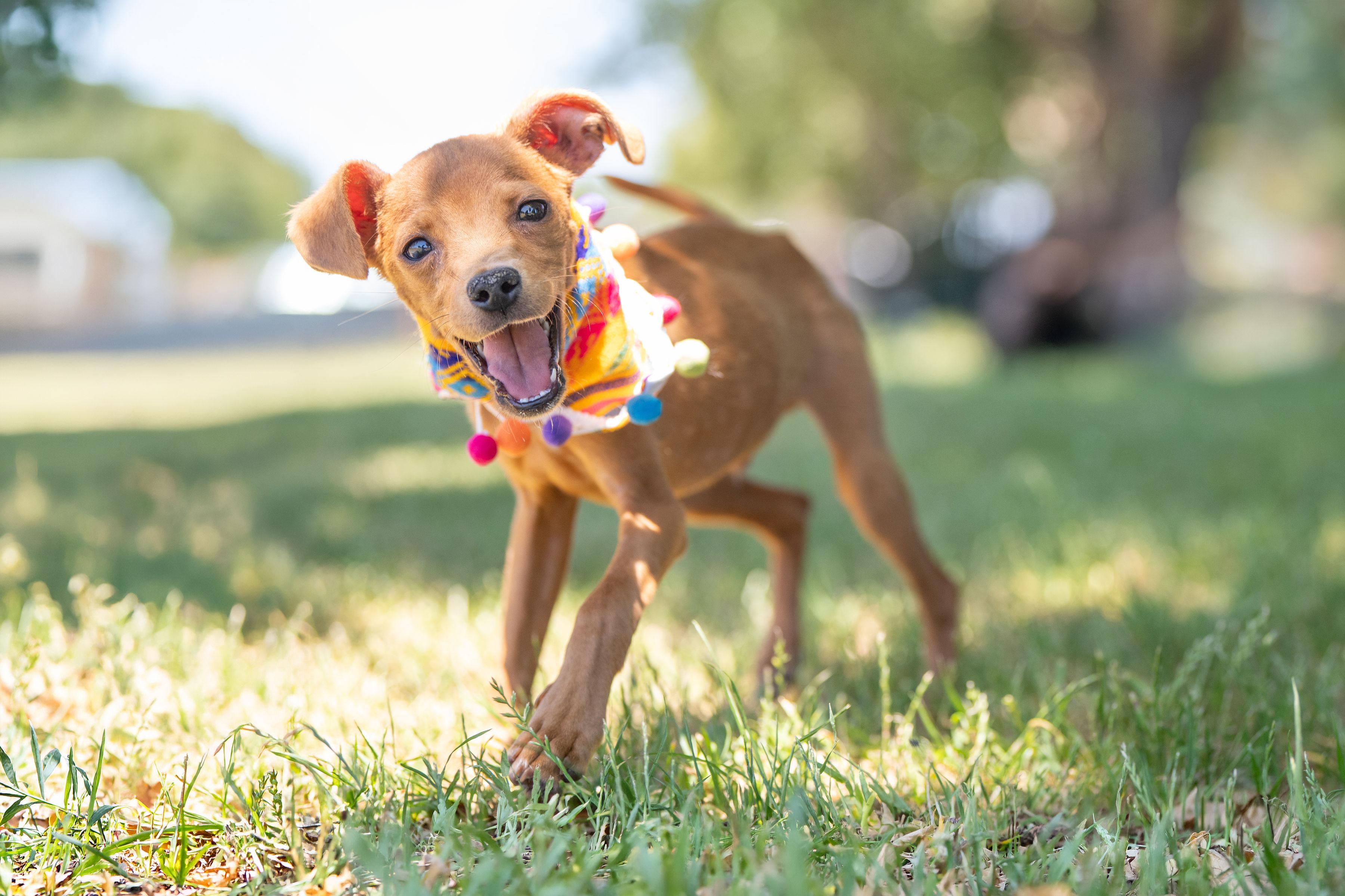 Benito, ADOPTABLE, Young Male Terrier & Chihuahua.