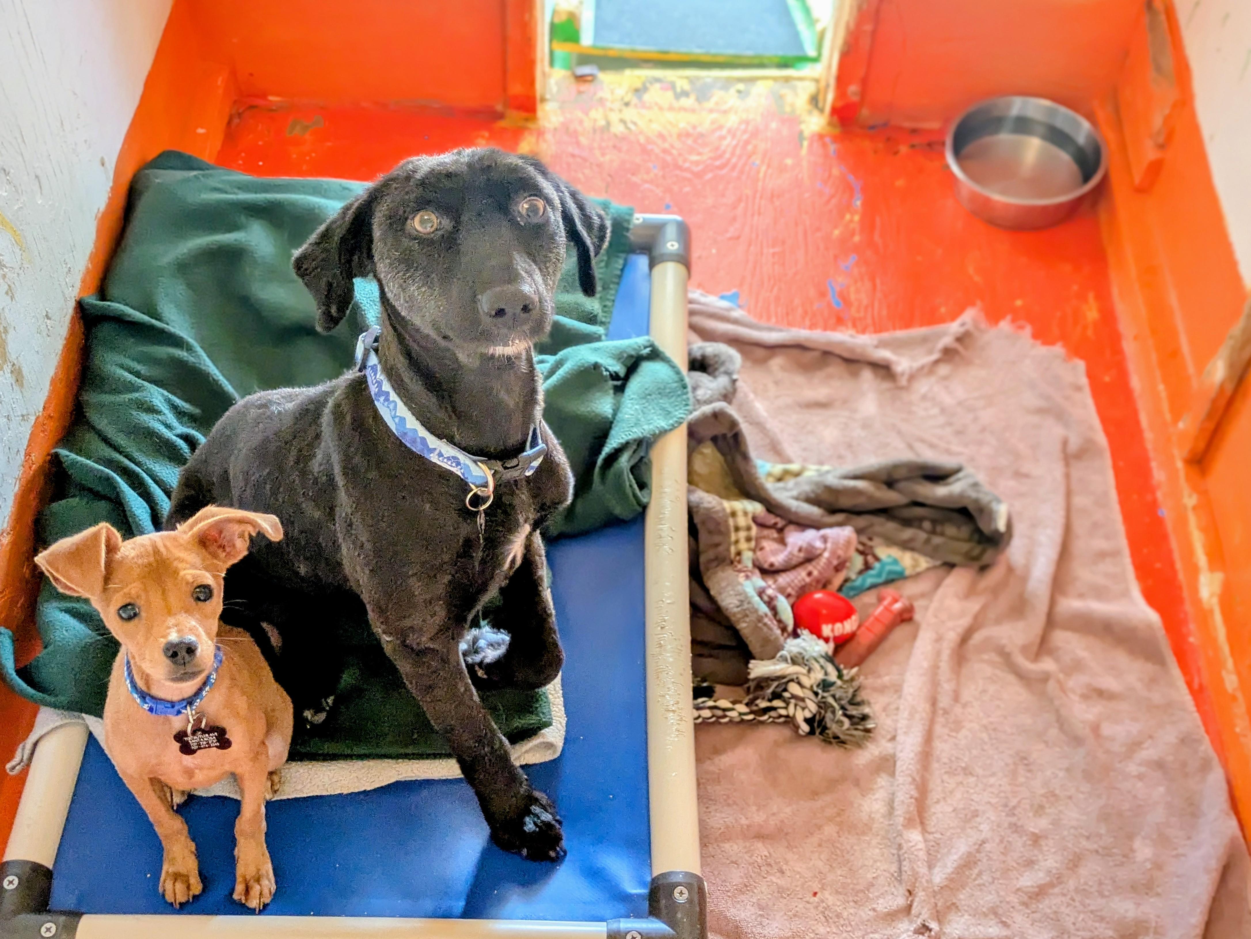 Enlarge Benito, a ADOPTABLE mixed breed in Santa Rosa, CA image 4/6